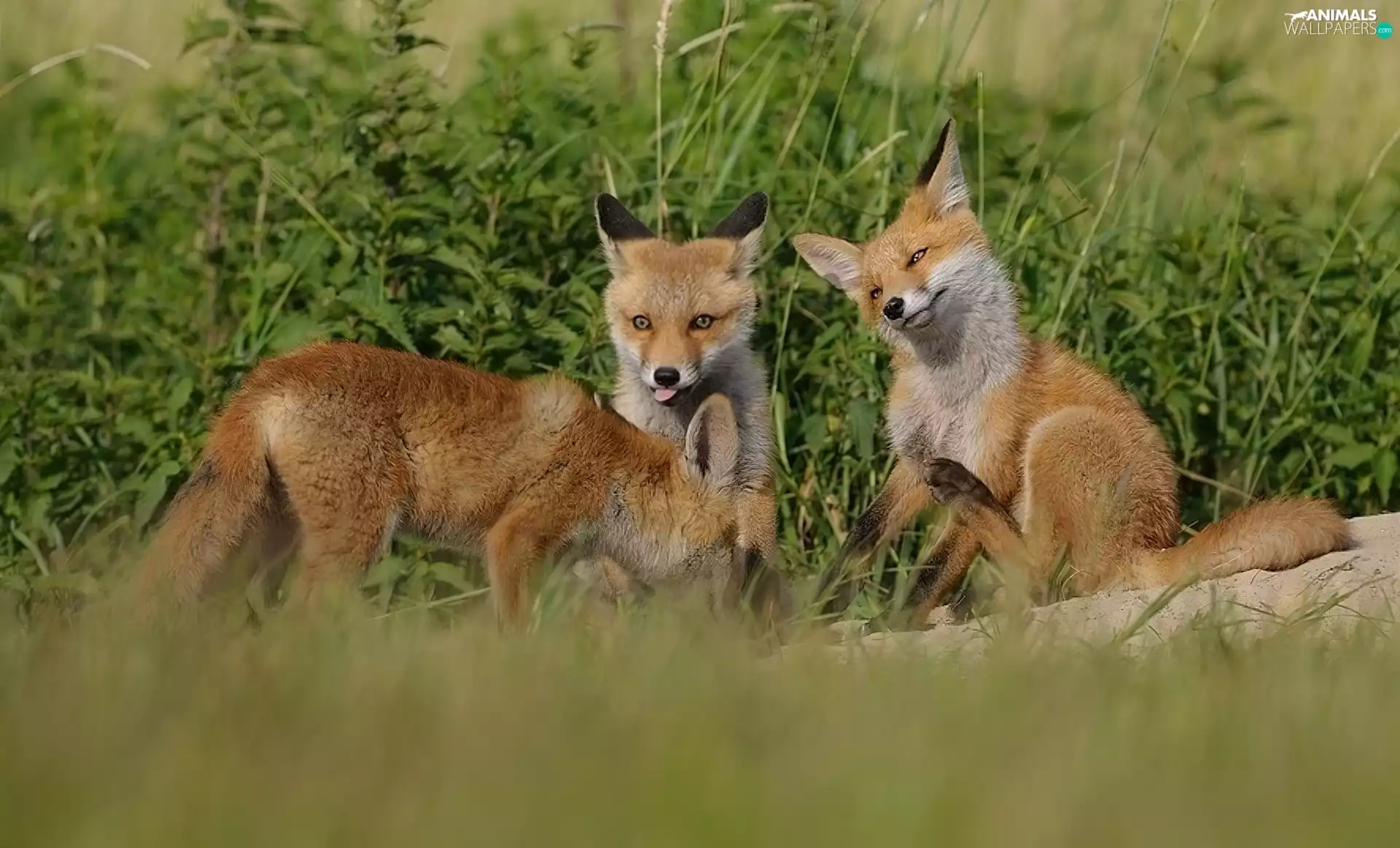 Three, foxes