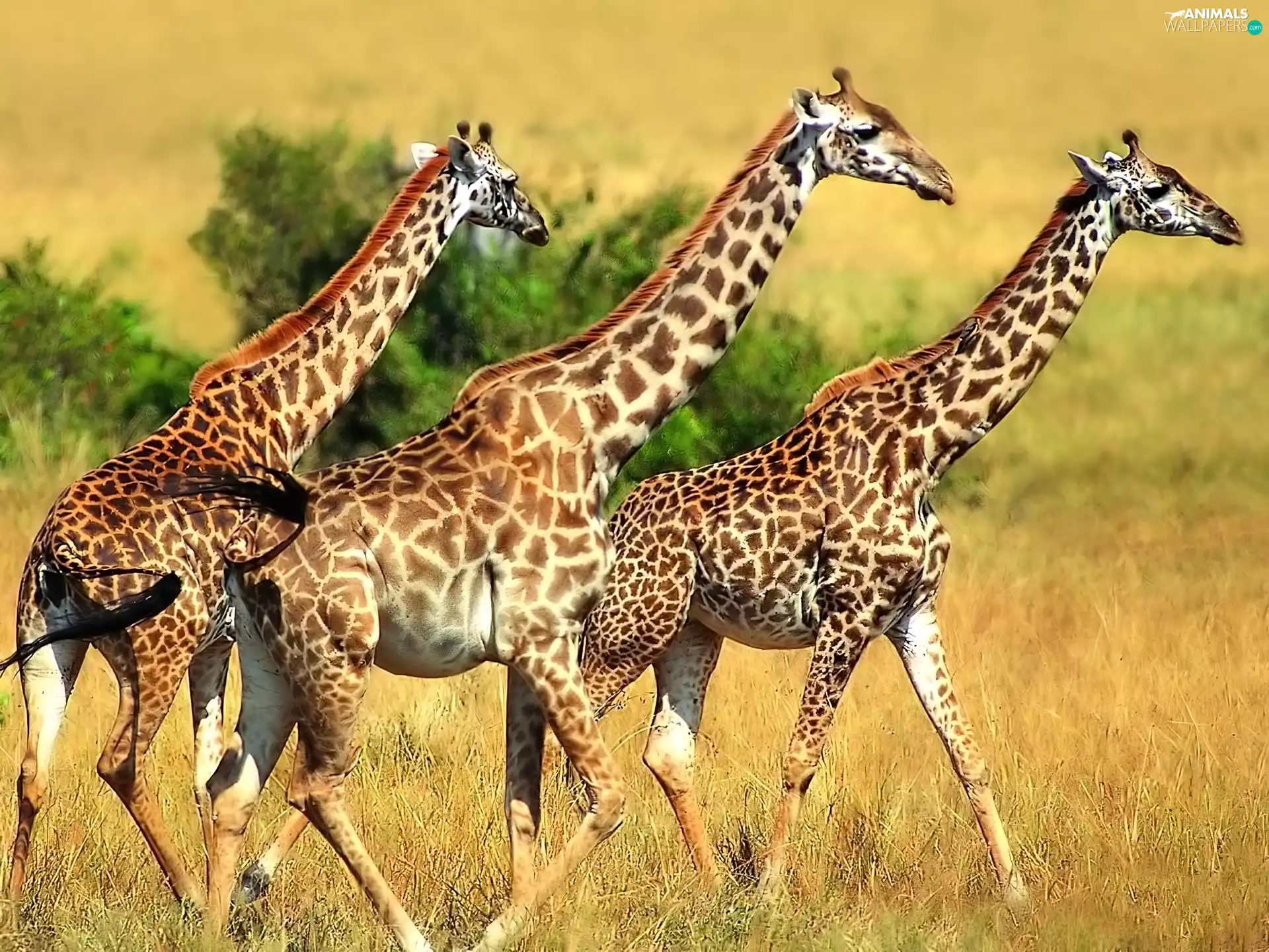 Three, giraffe