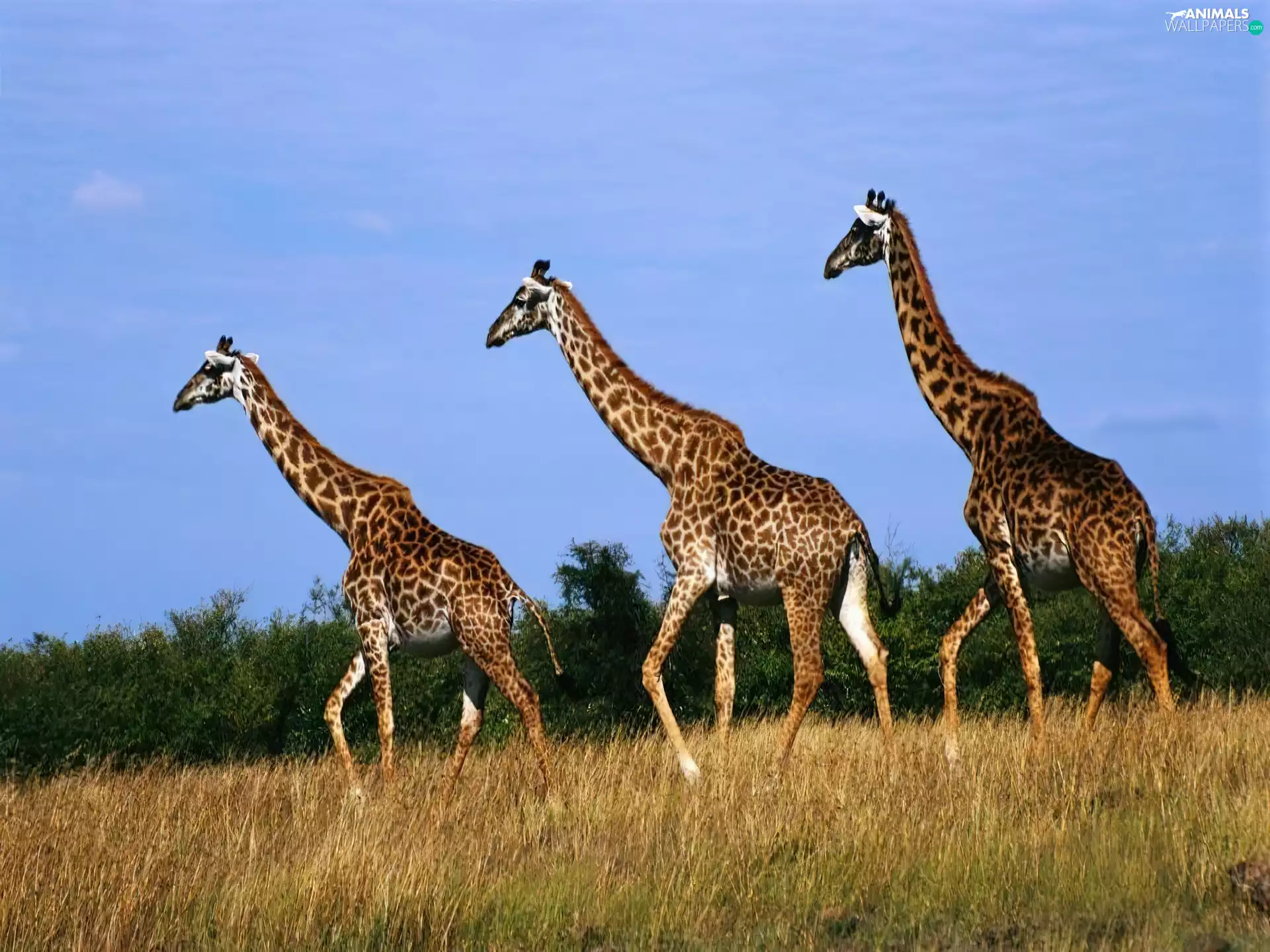 Three, giraffe