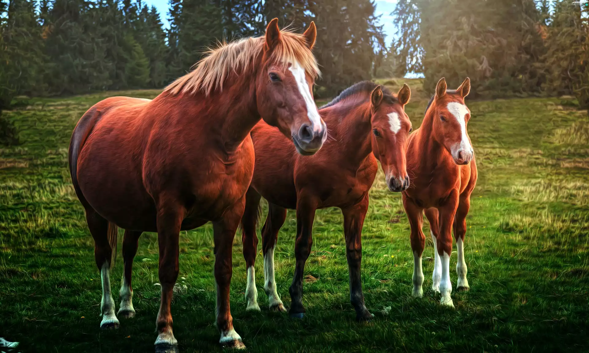 Three Horses
