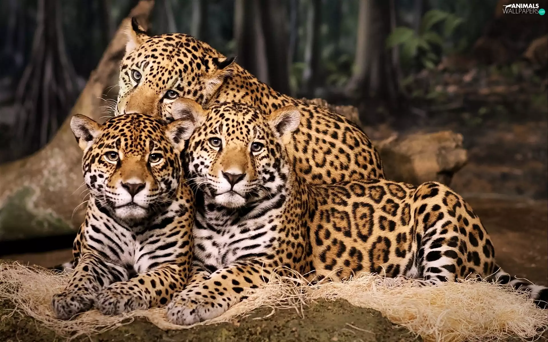 Three, Jaguars
