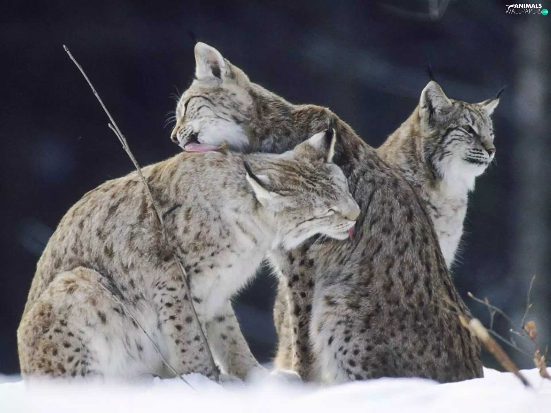 Three, lynx