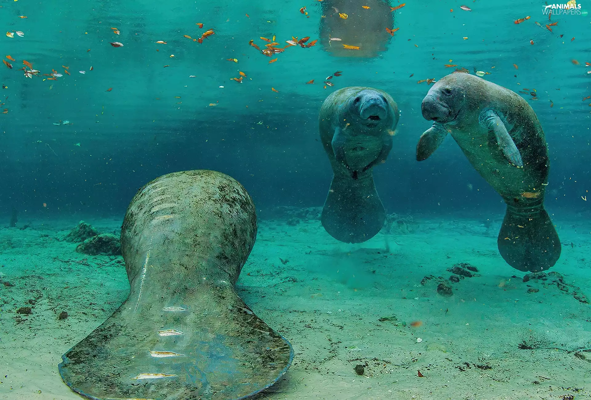 Three, manatees