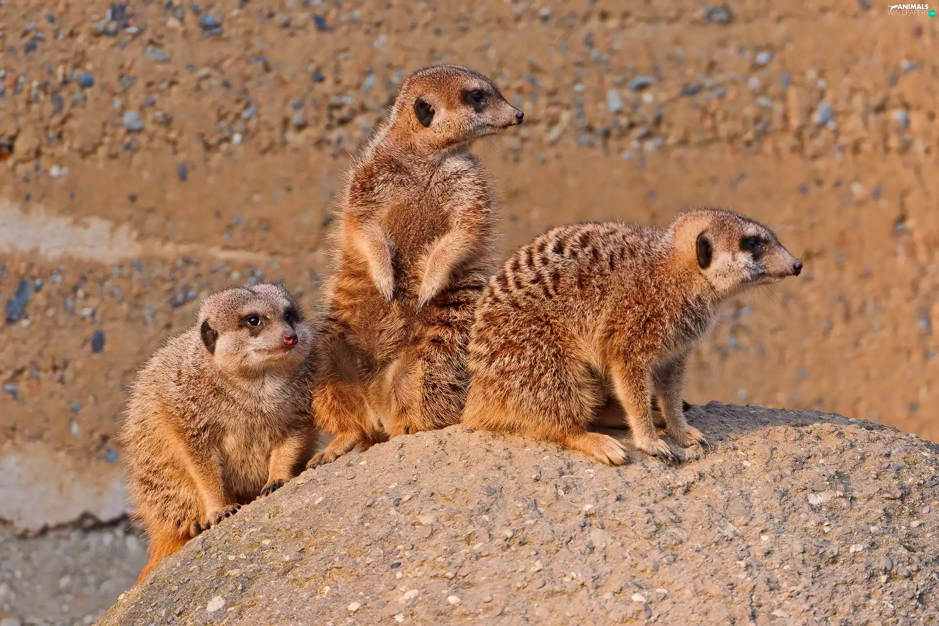 Three, Mongooses