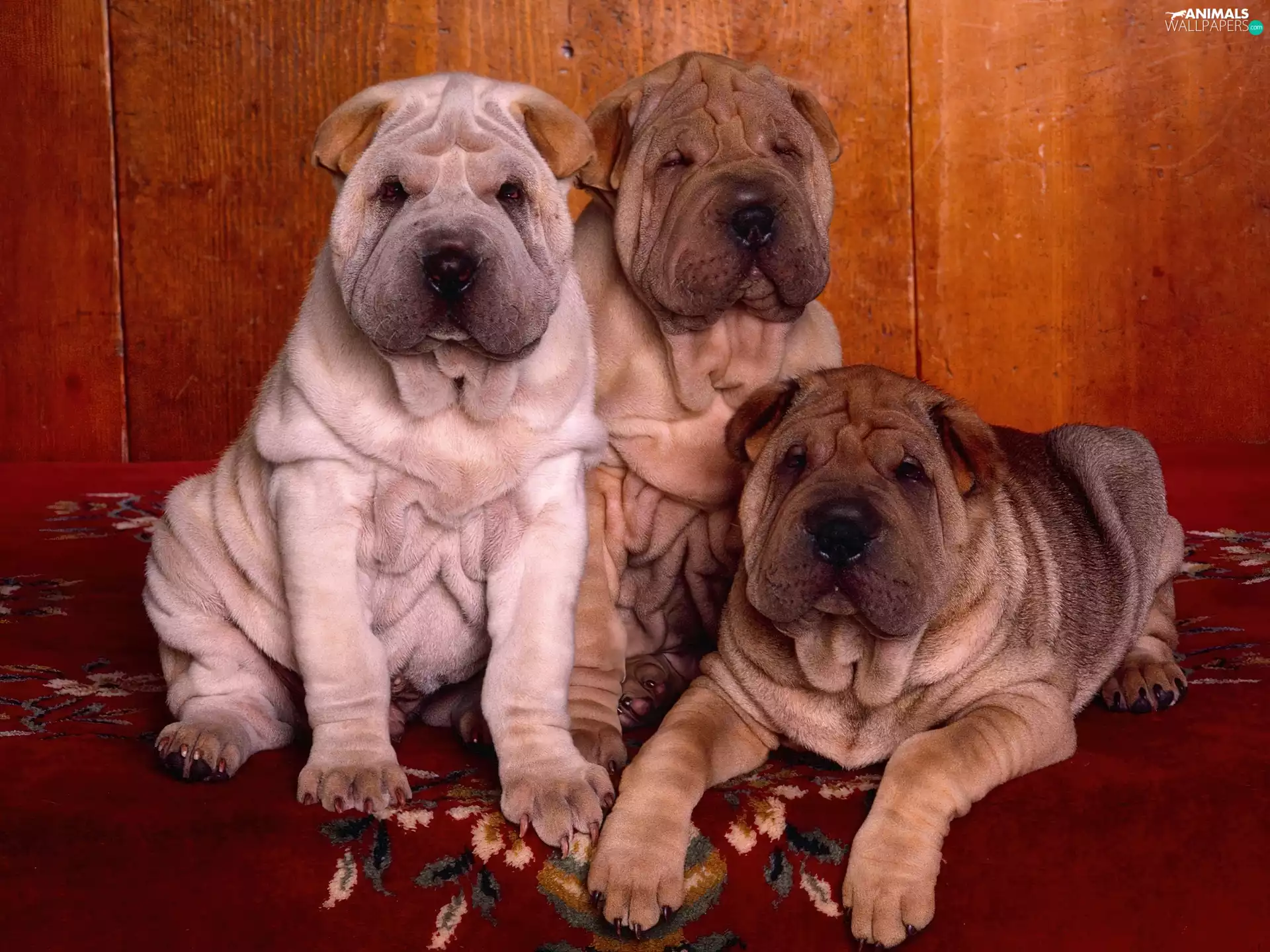 Three, Shar Pei