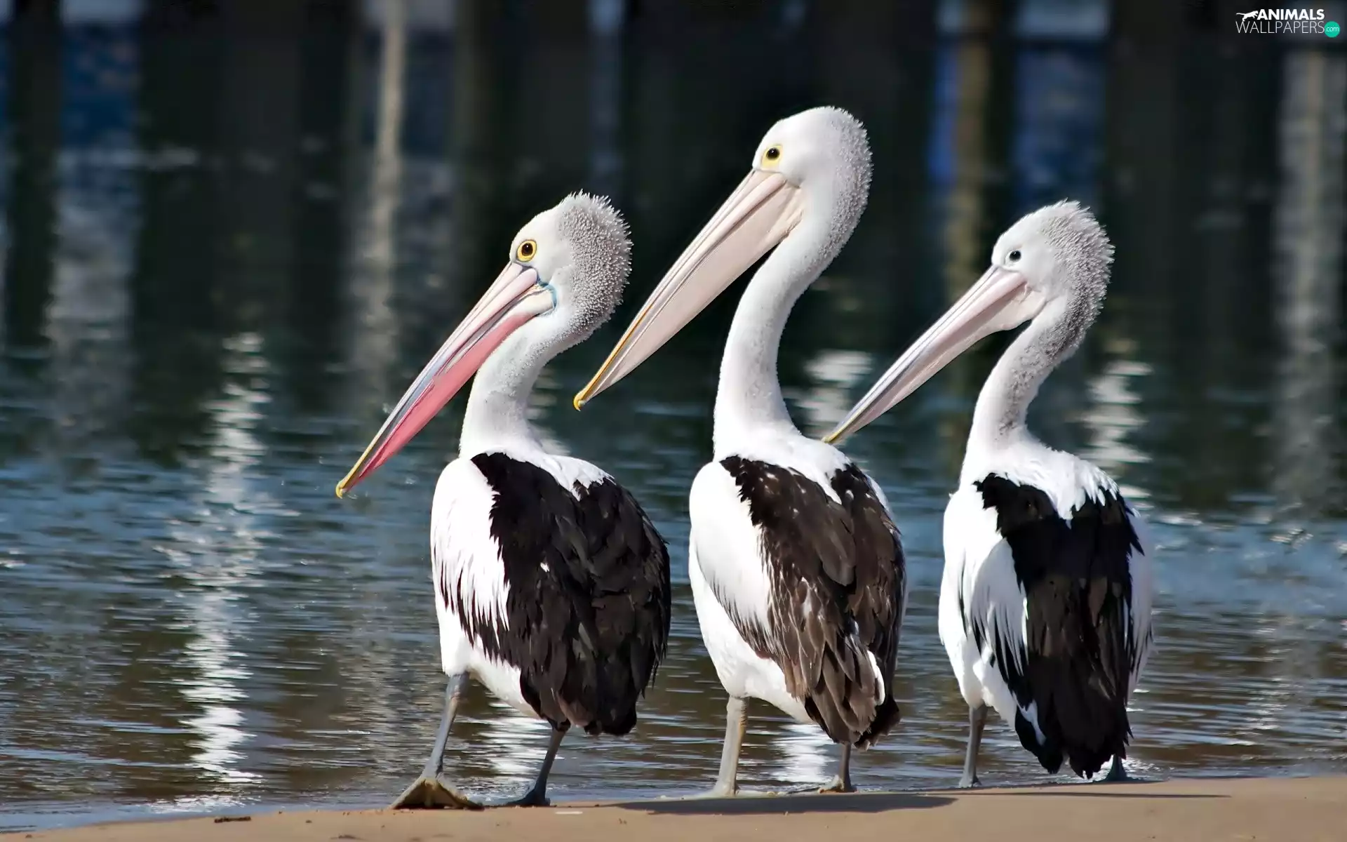 Three, pelicans
