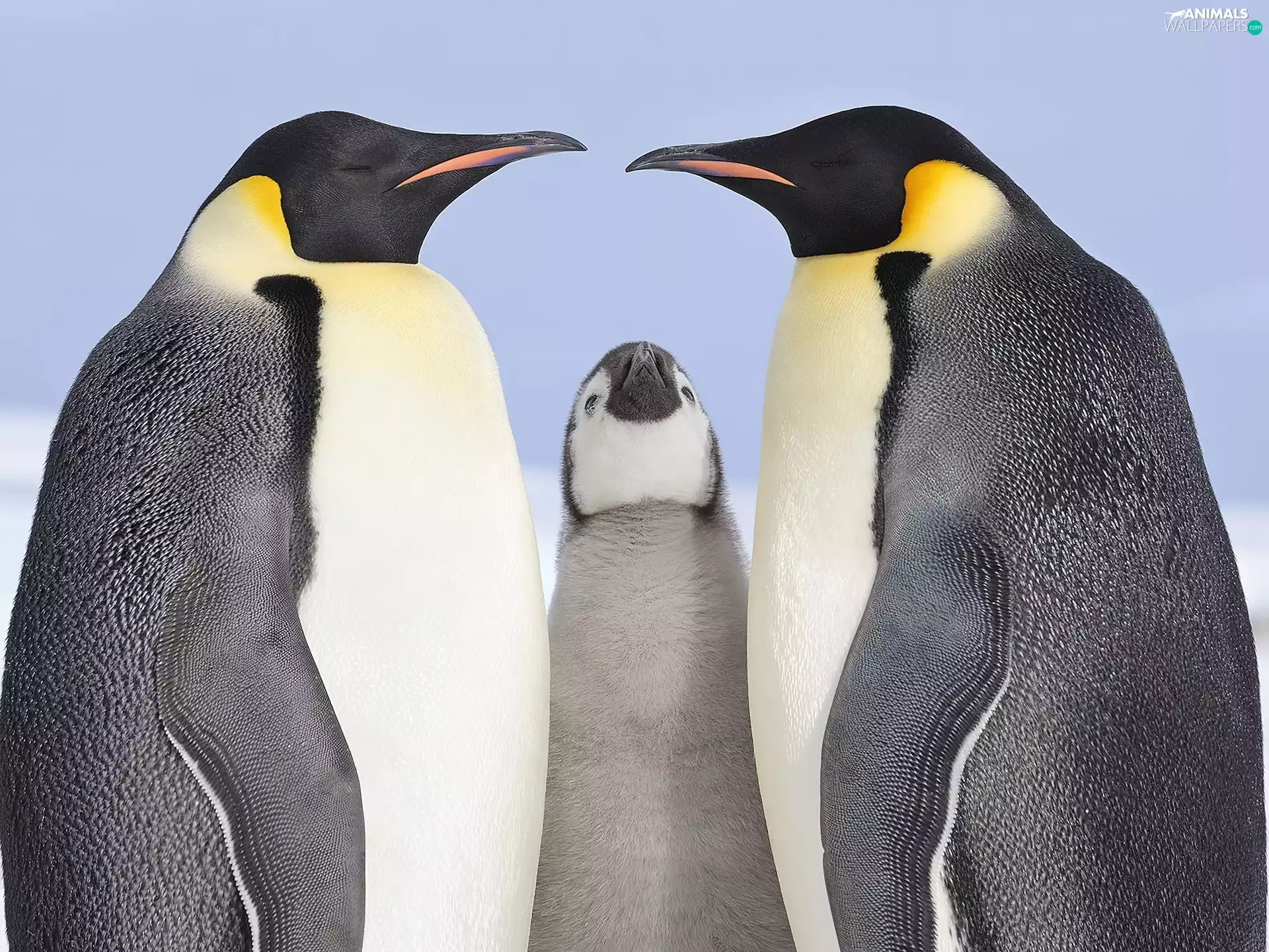 Three, penguin