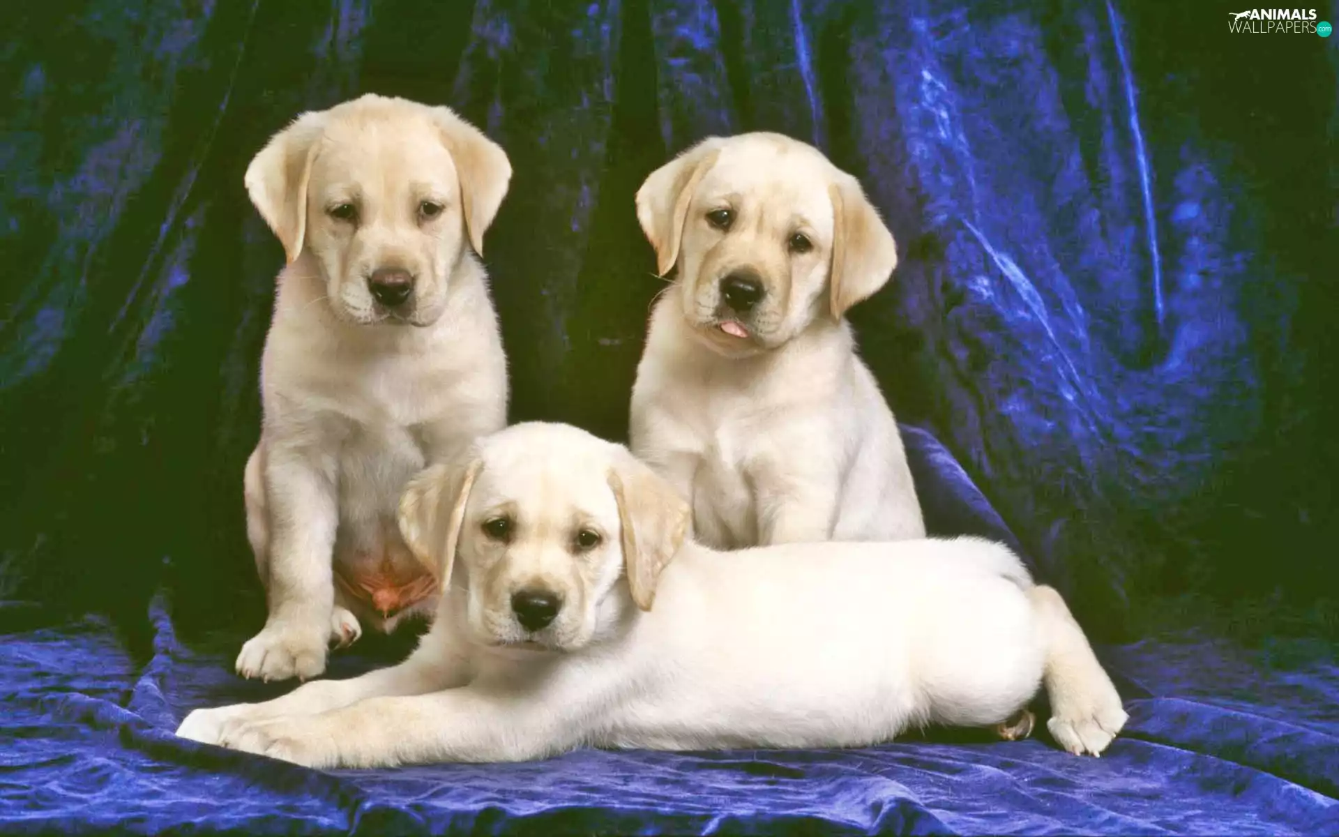 Three, Golden Retreviery