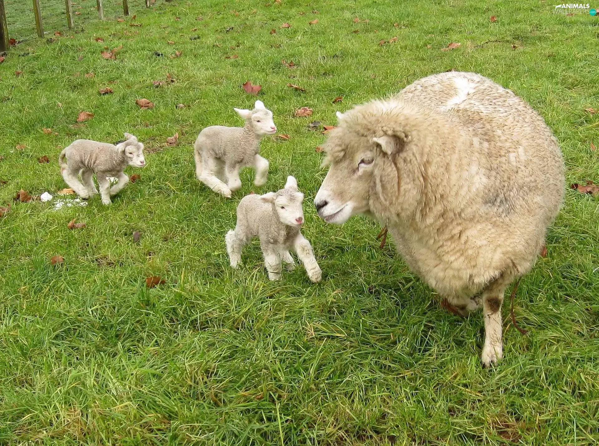 sheep, young, grass, Three