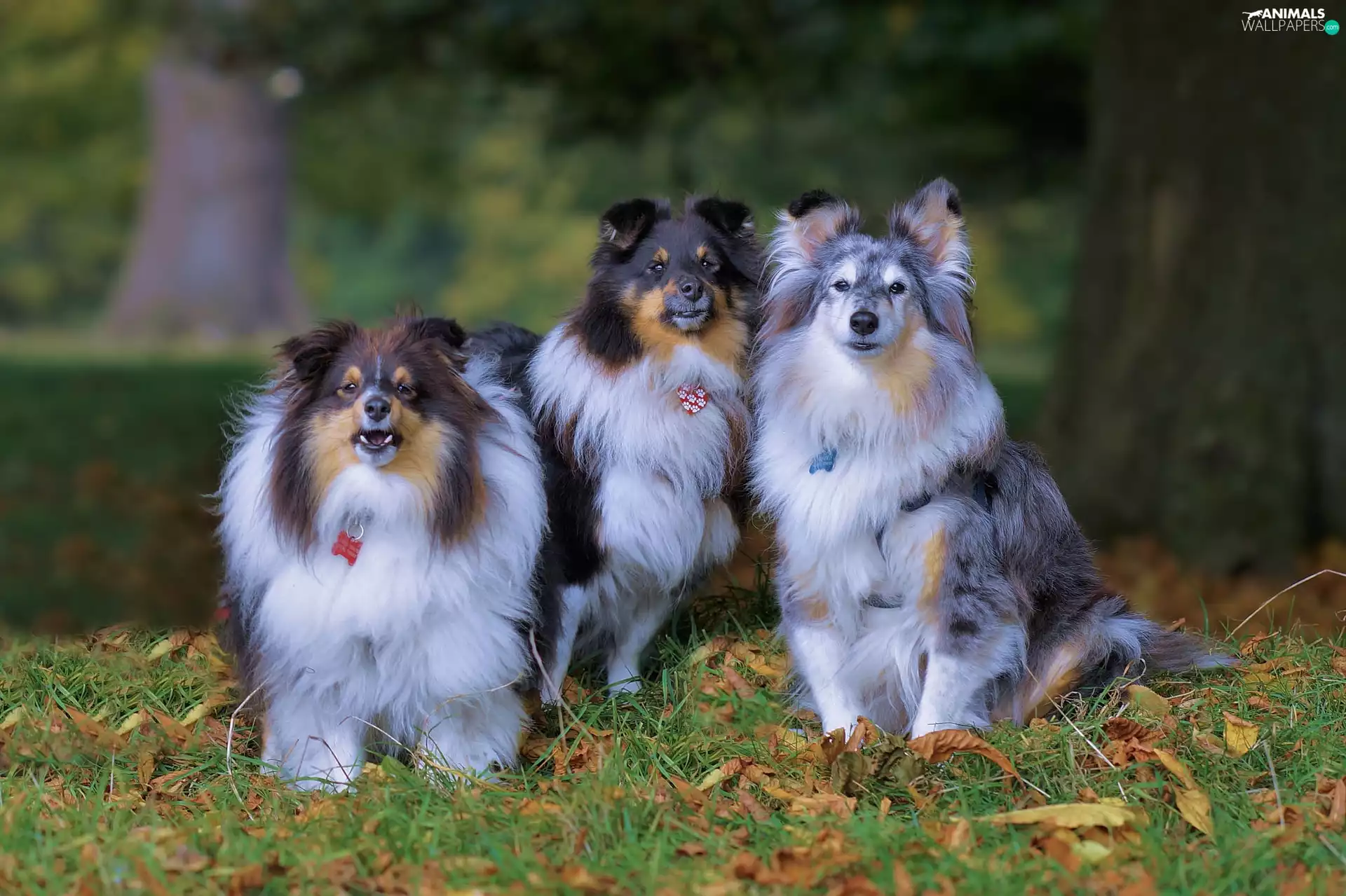 Three, Shetland Sheepdogs