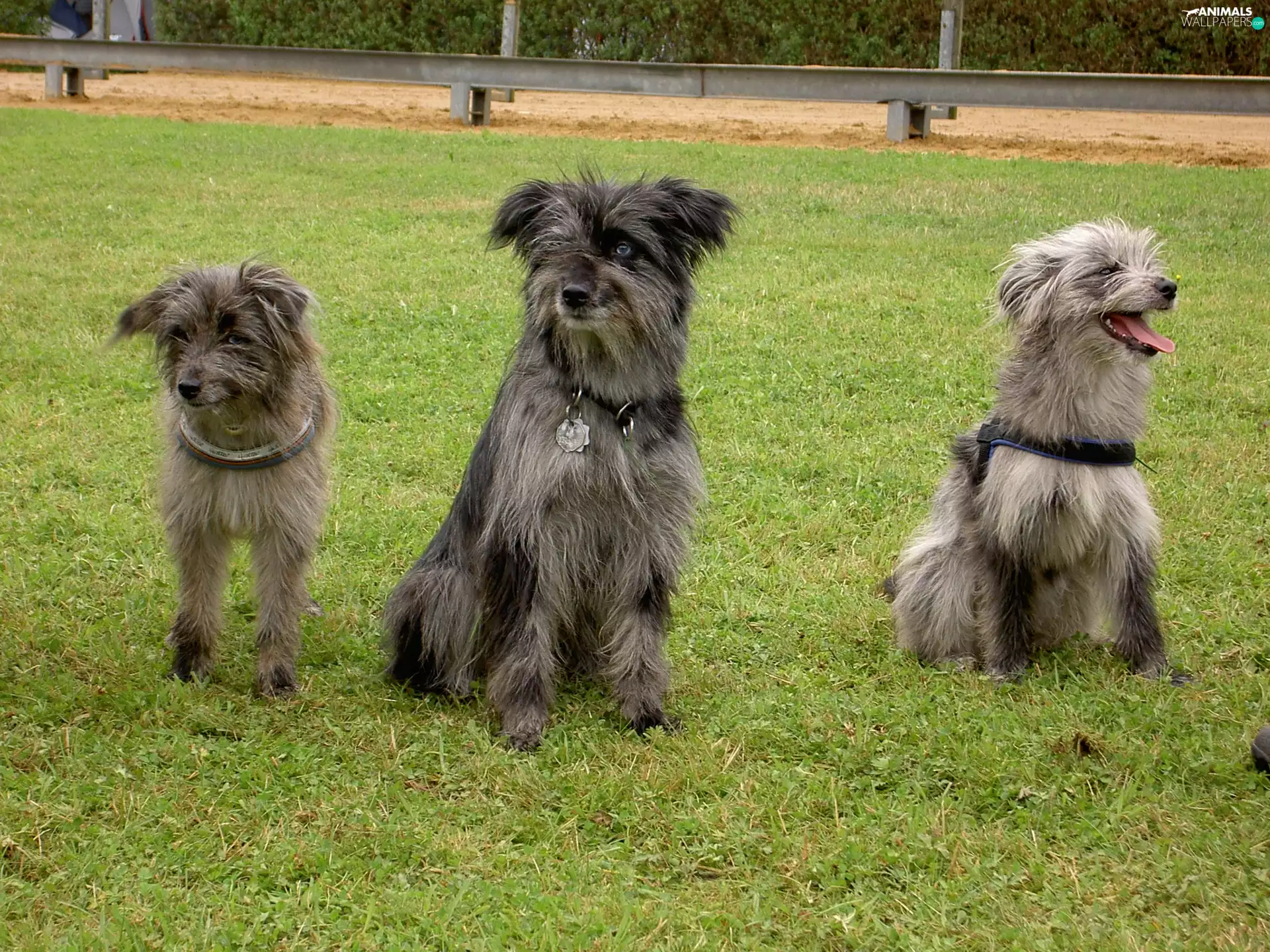 Berger des Pyrénées, Three, Pyrenean Shepherd