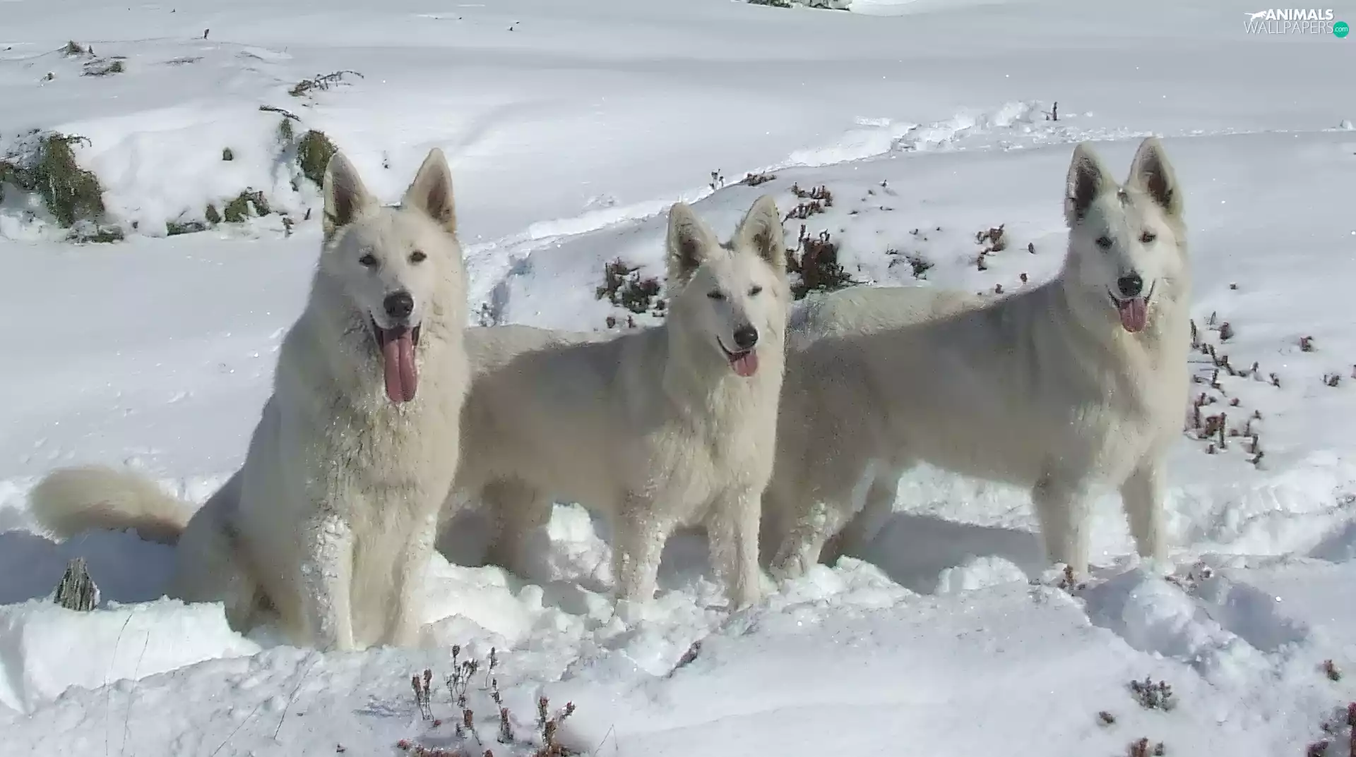 snow, Three, Shepherds US-Canadian