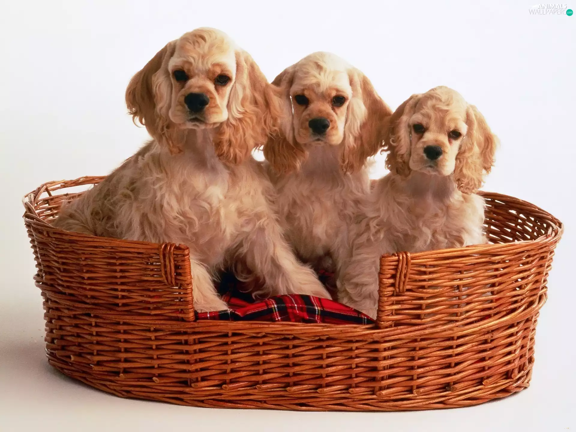 basket, Three, Spaniels, Red-Haired