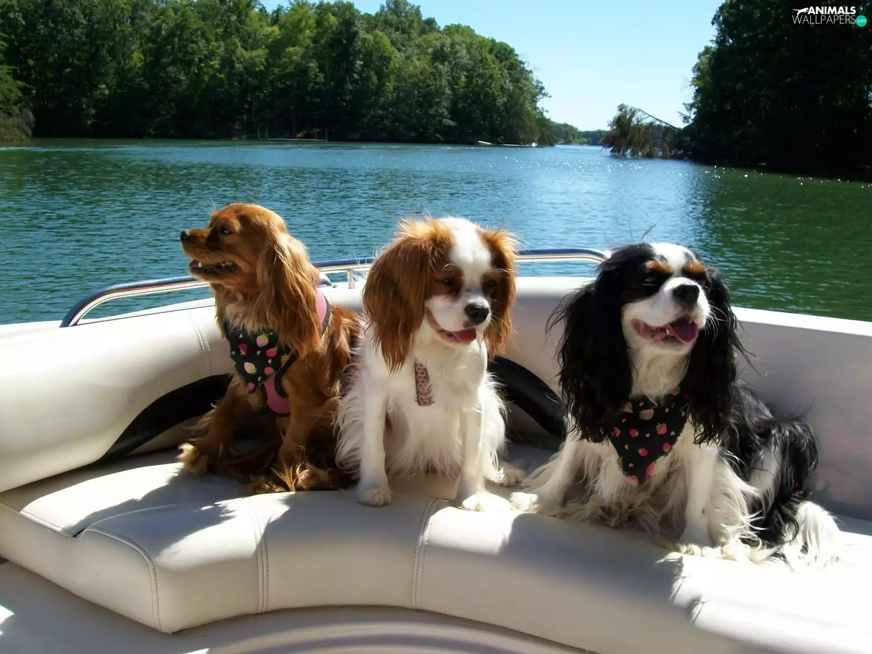 River, Three, Spaniels, bath-tub