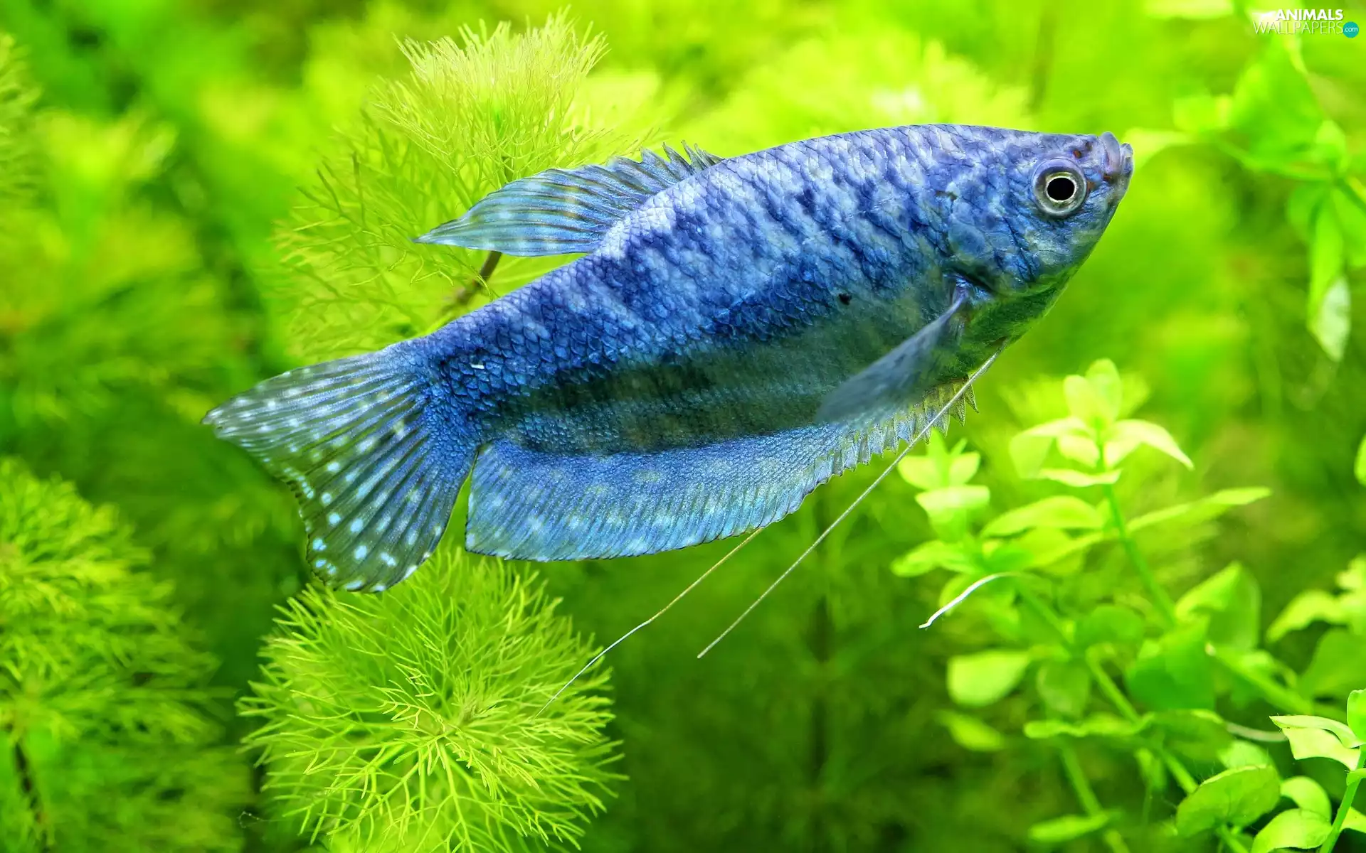 Three-spot Gourami, Plants, fish, Three spot gourami, aquarium