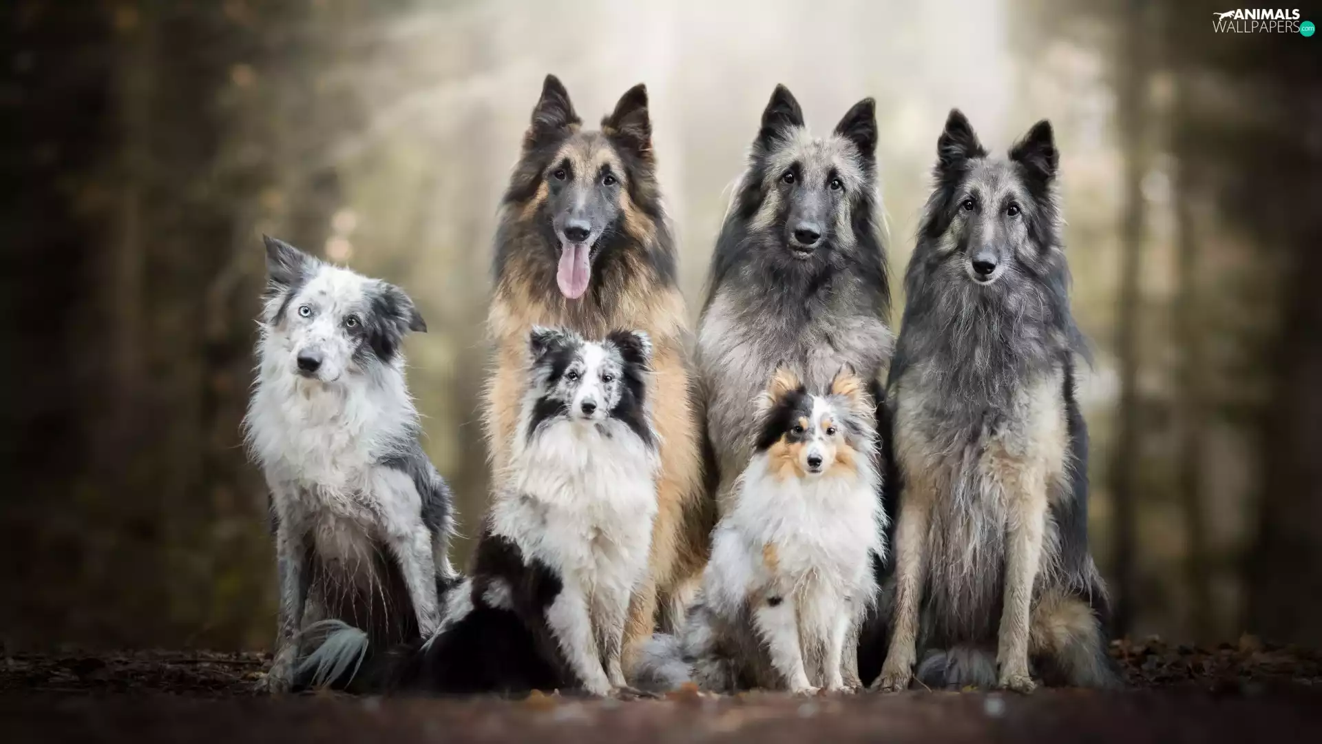 Three, six, Border Collie, shetland Sheepdog, Belgian Shepherd Tervuren, dogs