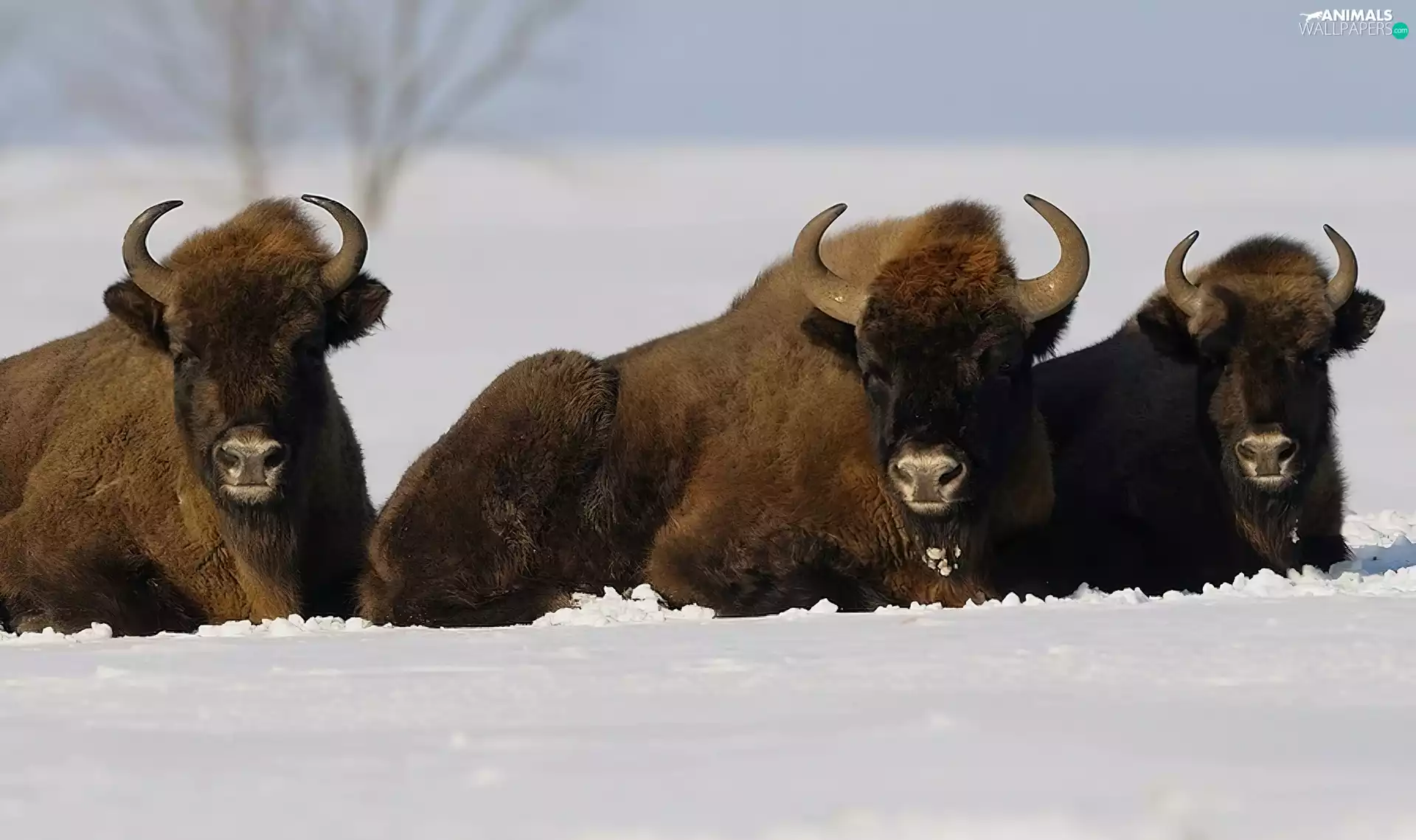 winter, Bisons, snow, Three
