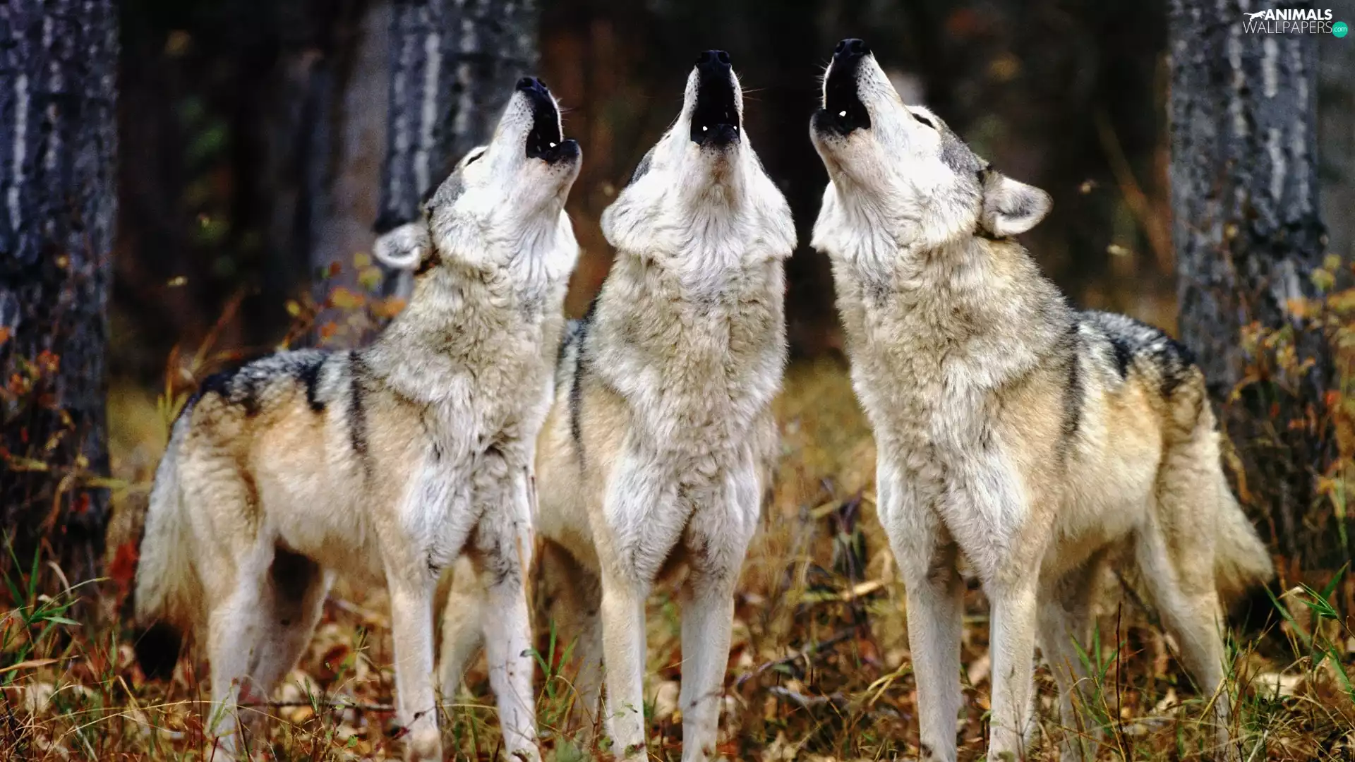 Three, wolves
