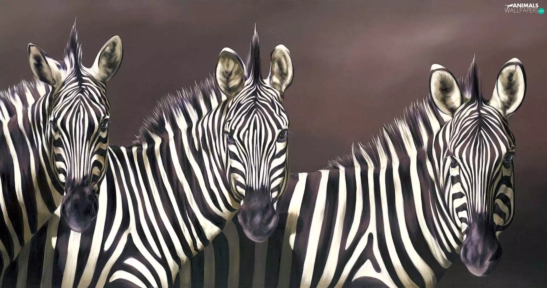 Three, zebra