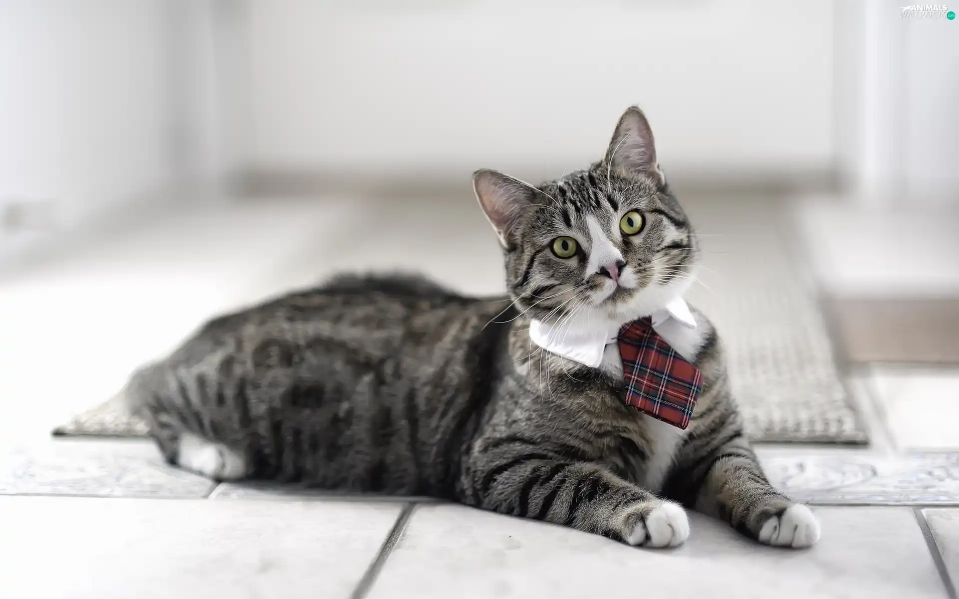 cat, Tie