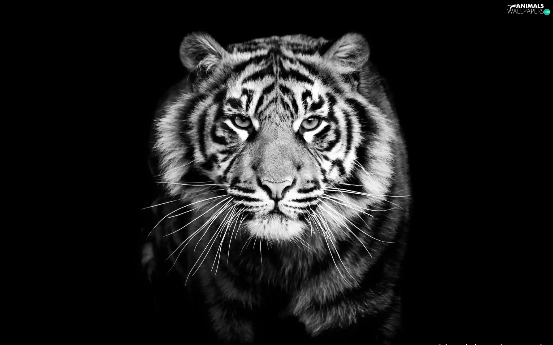 tiger
