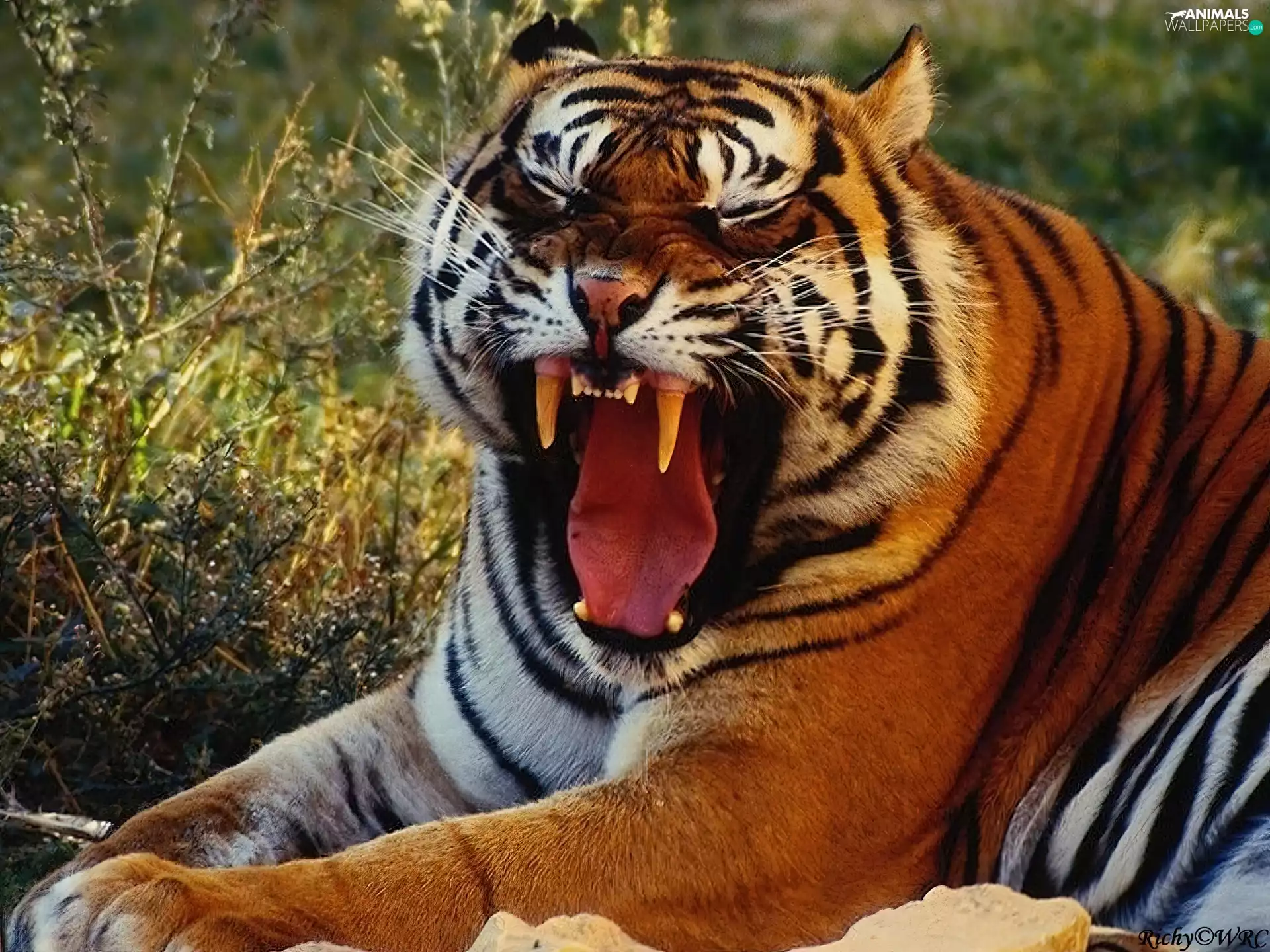 tiger