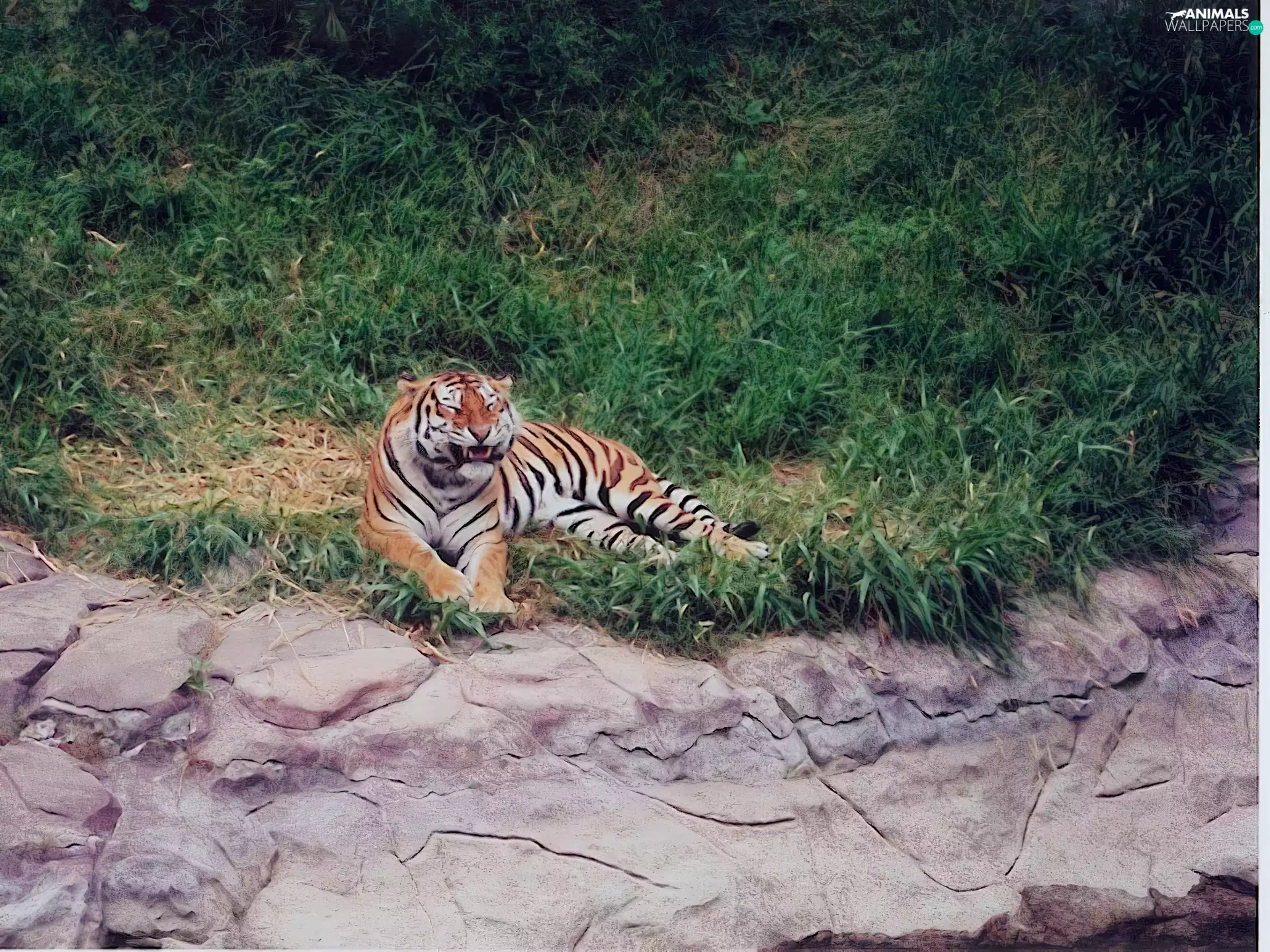 tiger