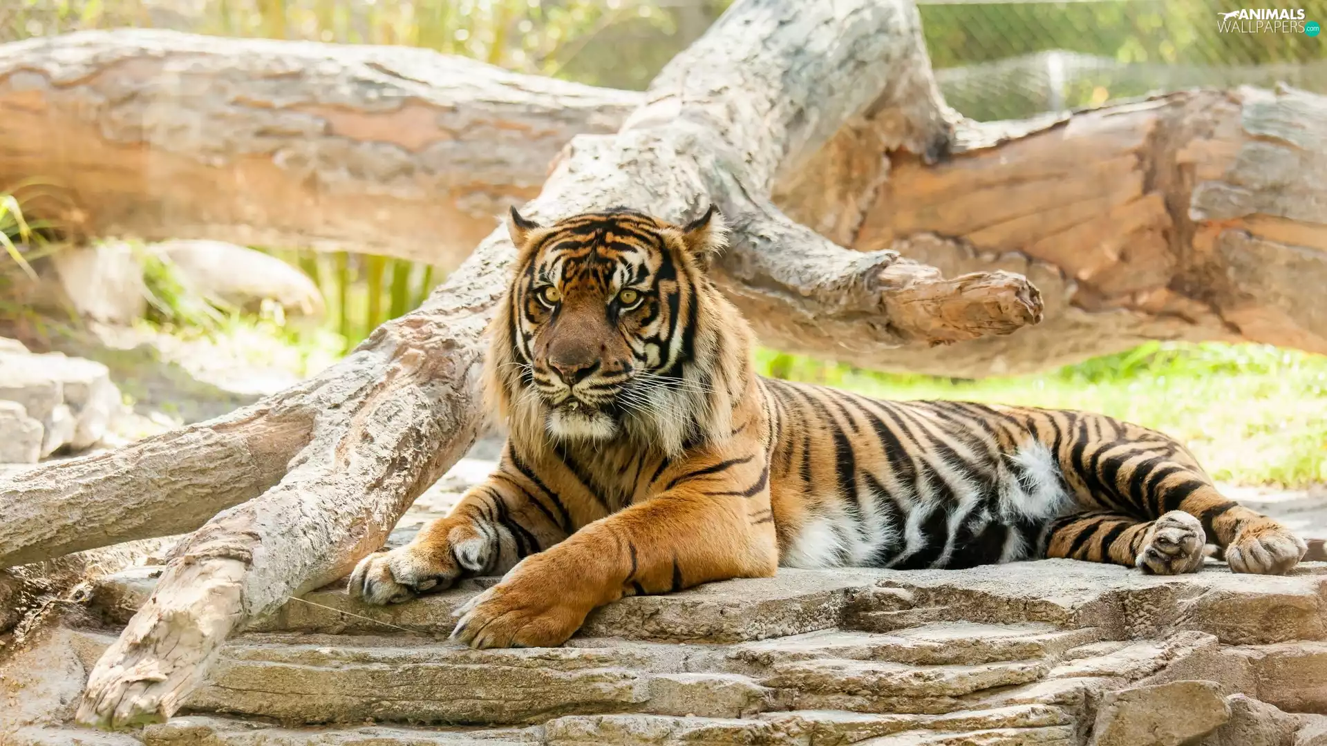 tiger, trees, animals