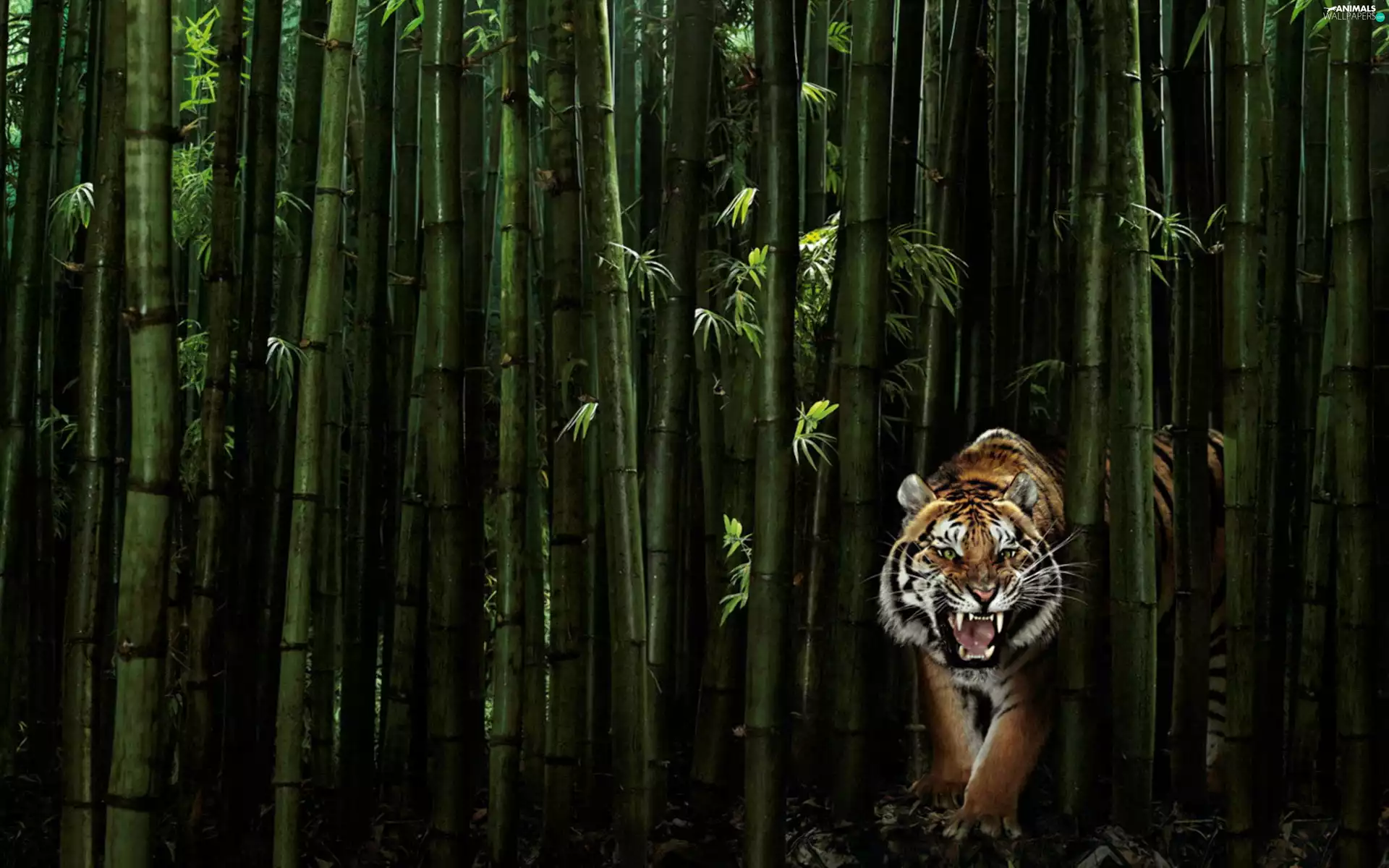 tiger, bamboo