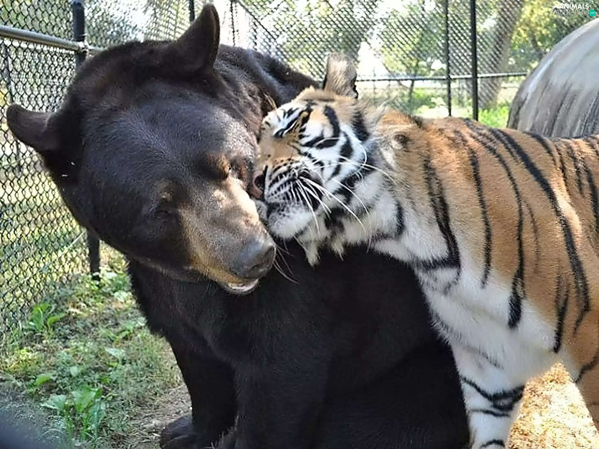 tiger, friendship, Bear