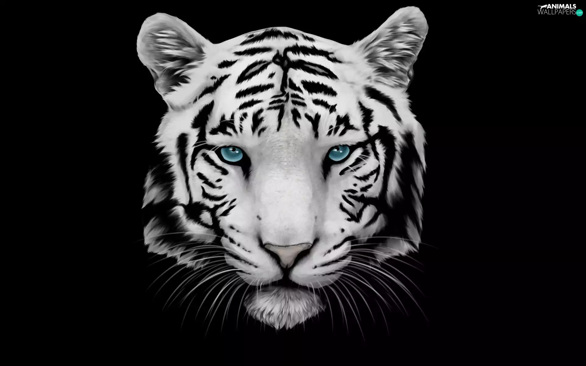 graphics, tiger, Black Background, Head
