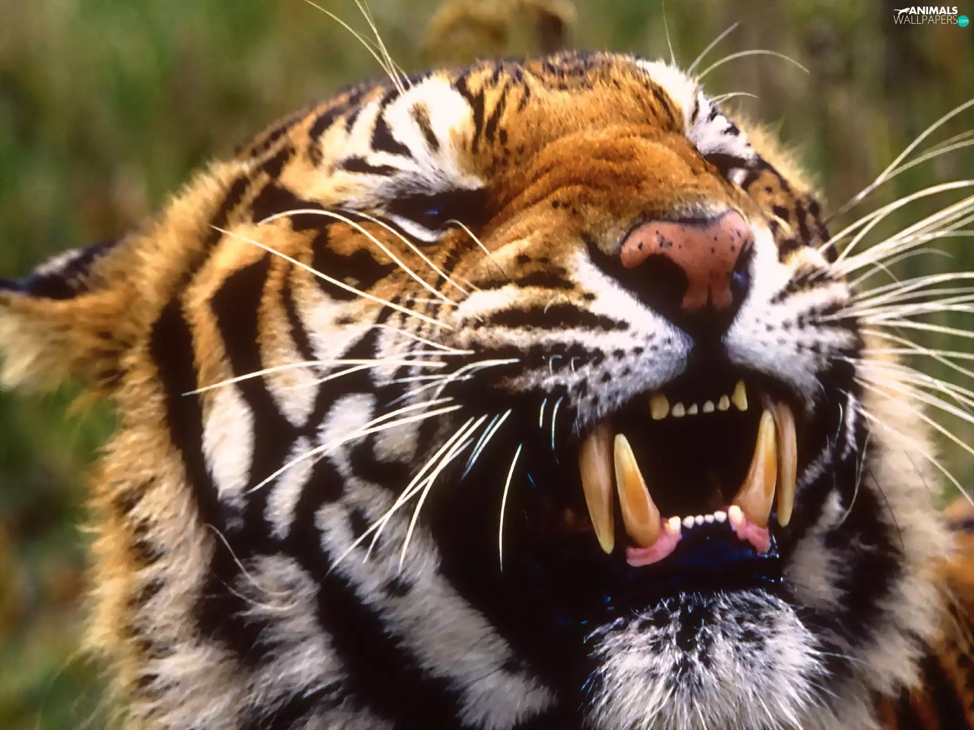 tiger, canines