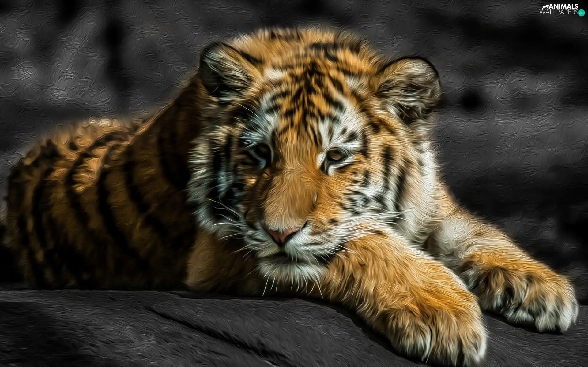 tiger, wild, cat