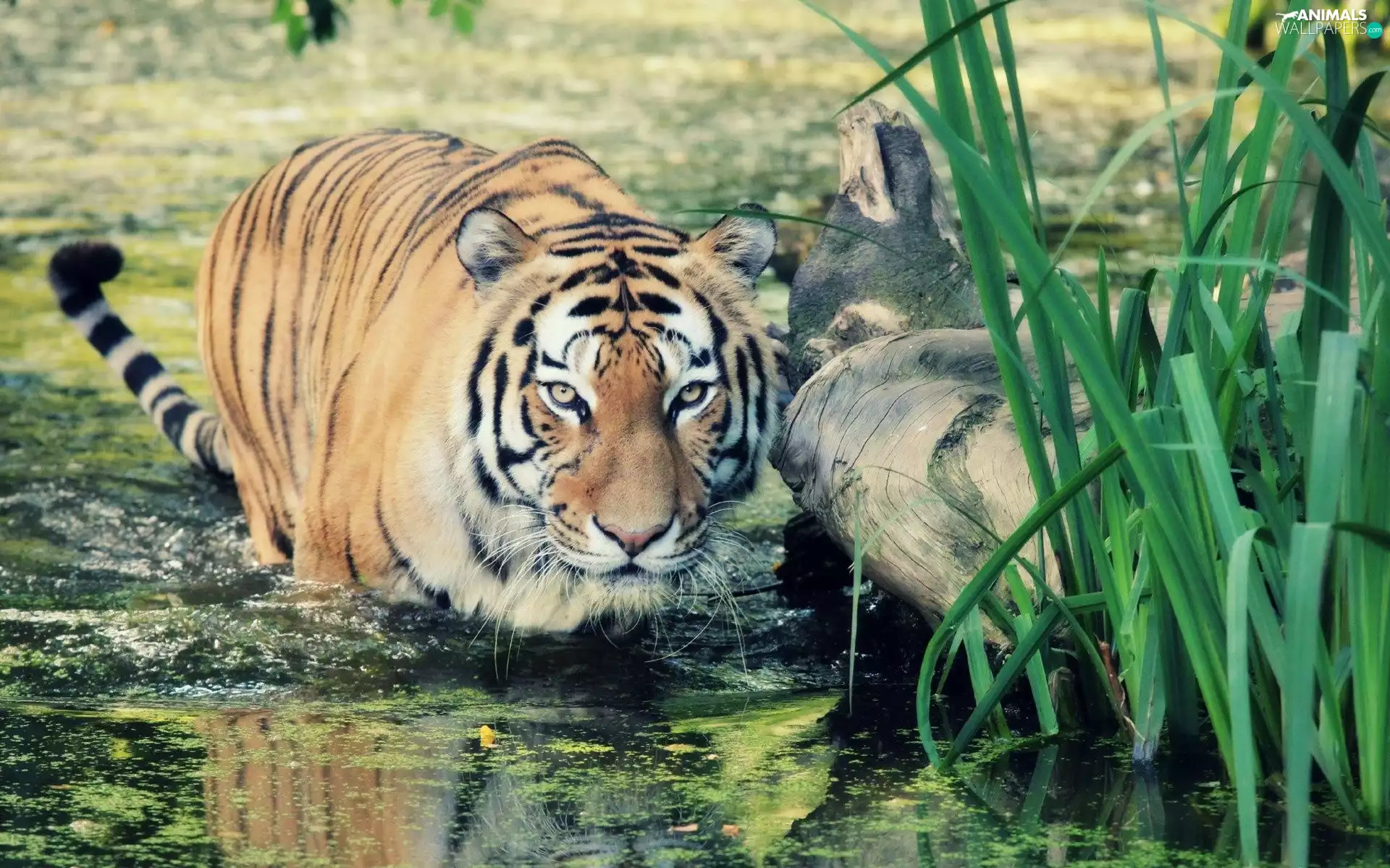 Chatter, water, Plants, tiger