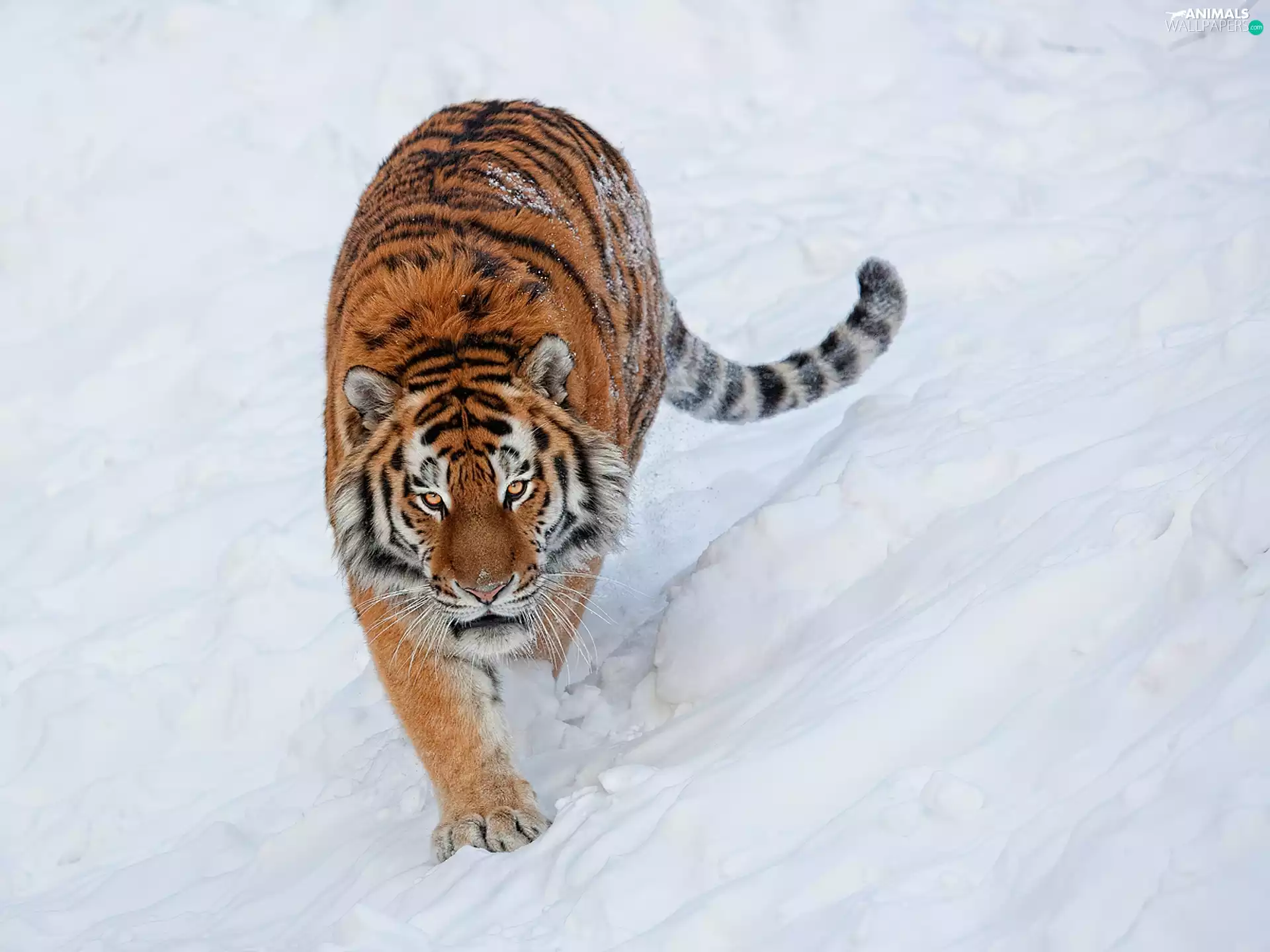 dangerous, wander, snow, tiger