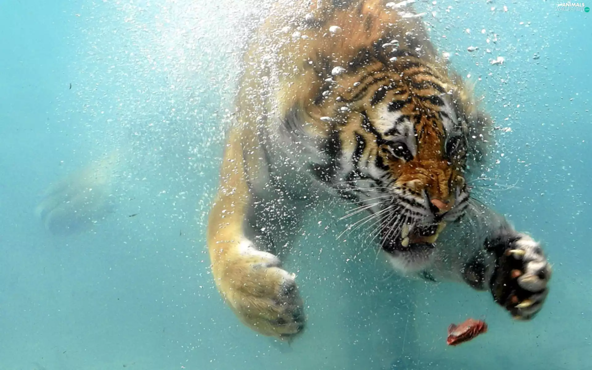 furious, under, water, tiger