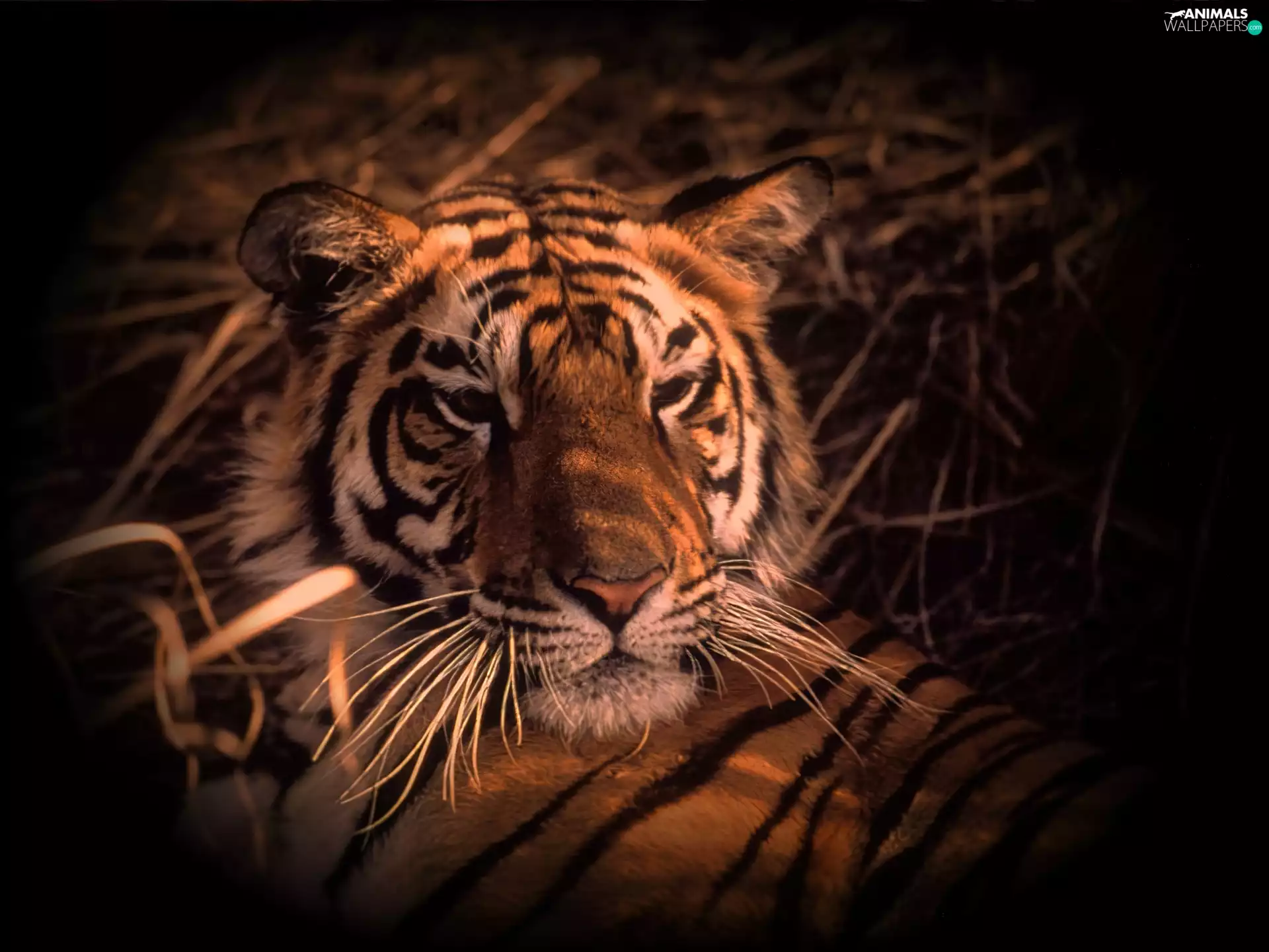 tiger, graphics