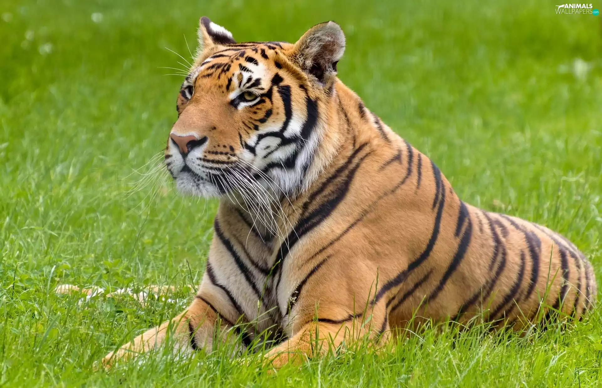 tiger, grass