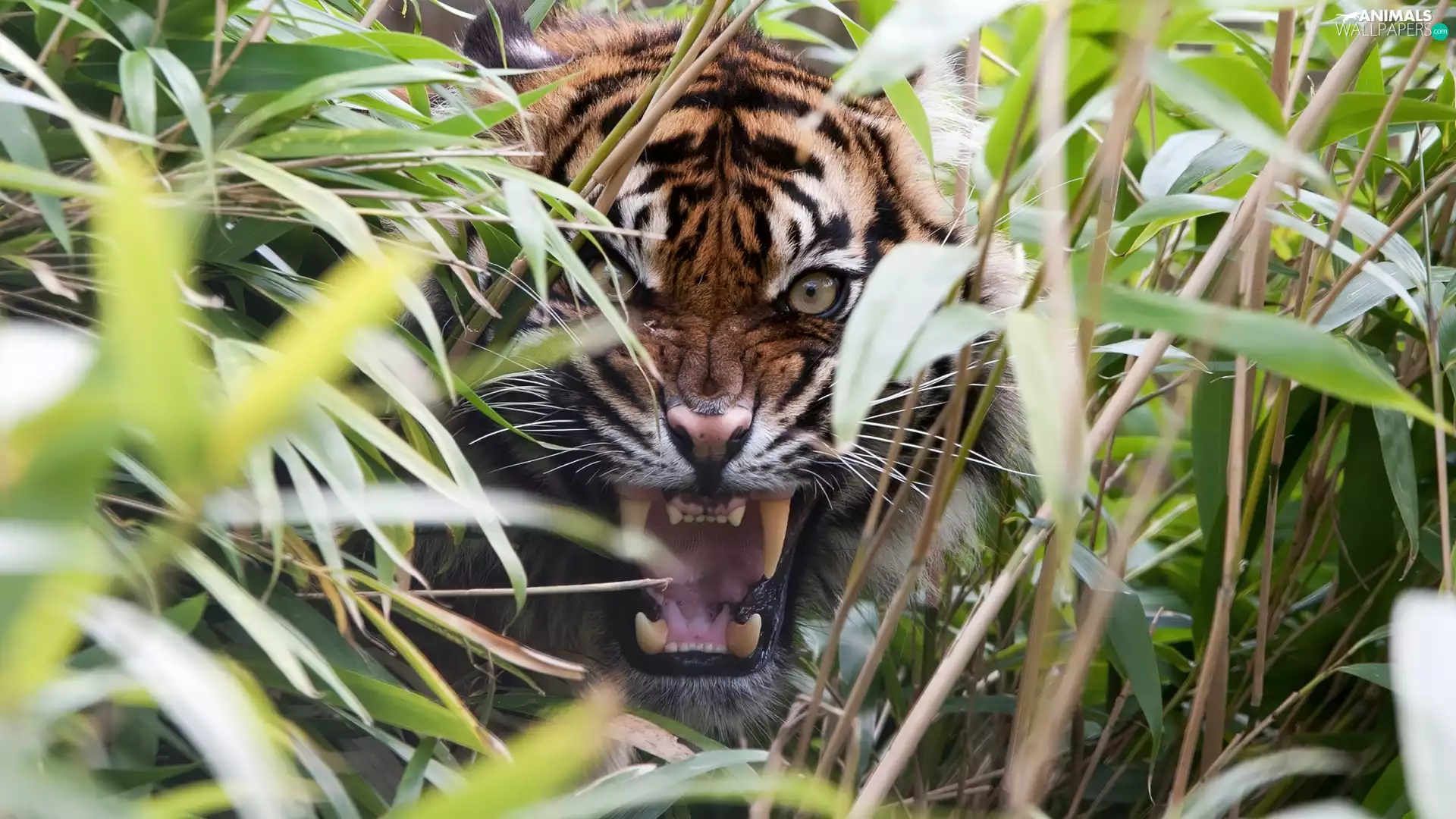tiger, grass