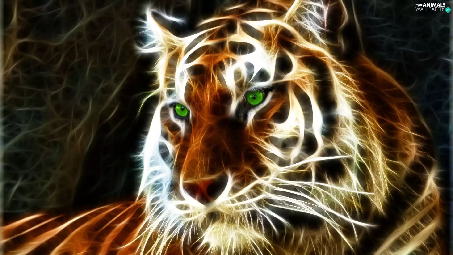 tiger, graphics, Head