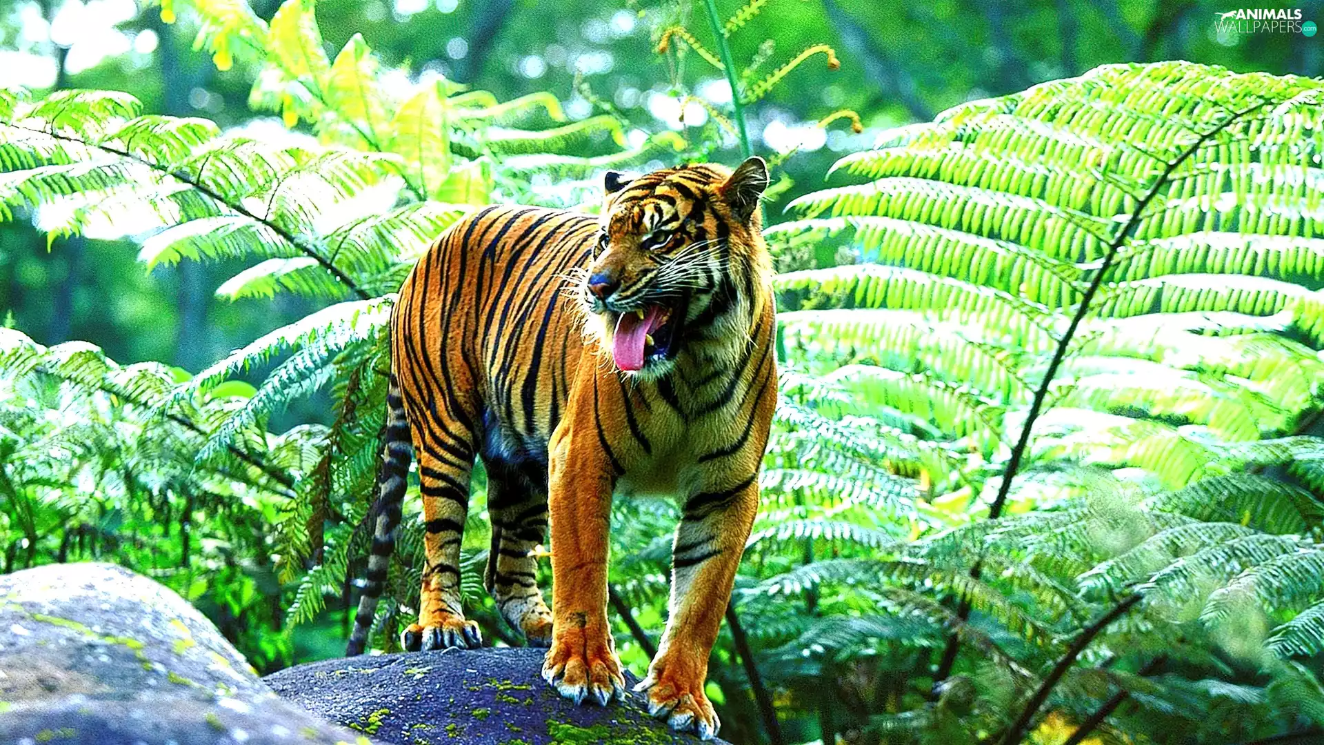tiger, jungle