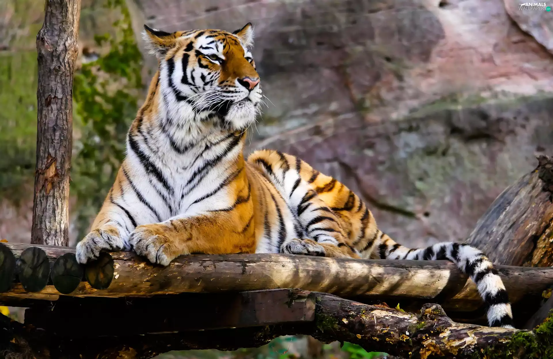 tiger, Logs