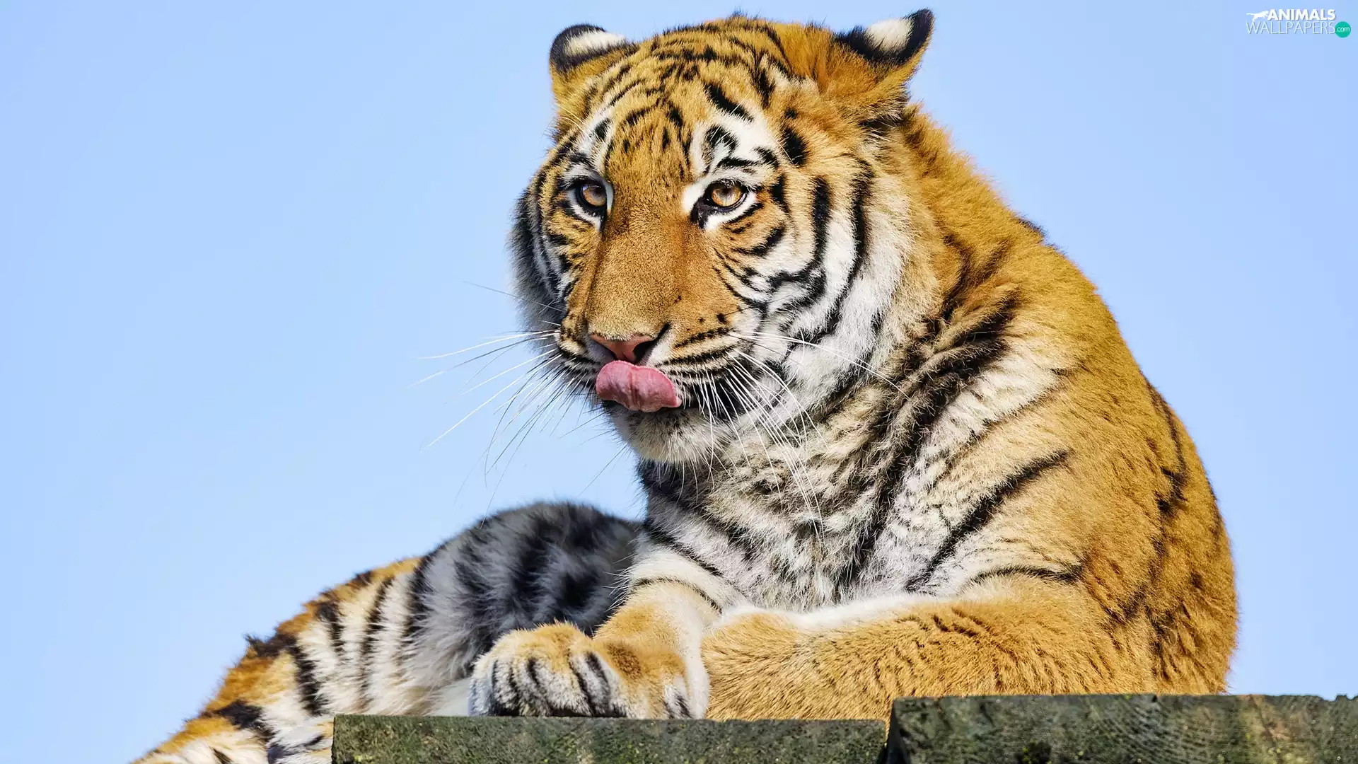 lying, Tounge, Sky, tiger