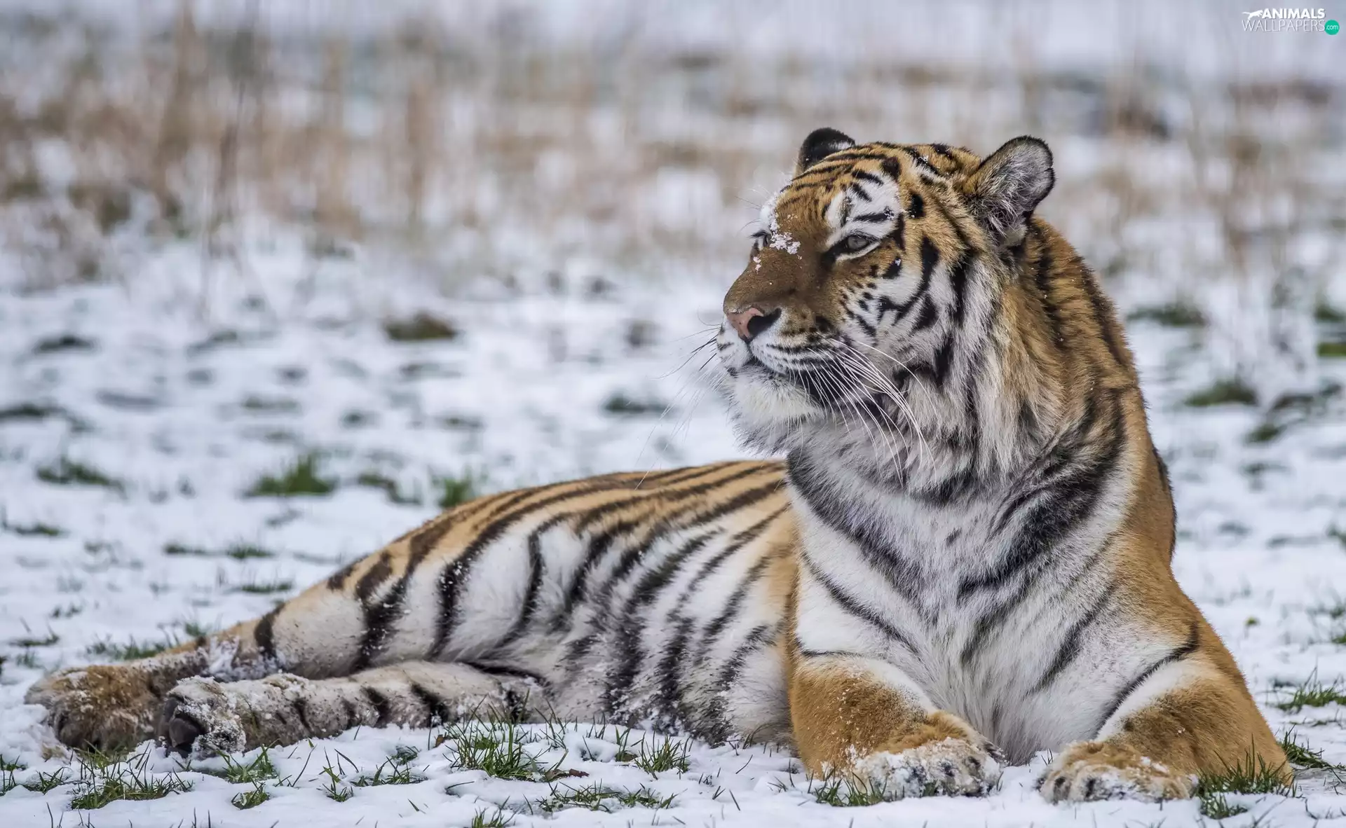 lying, snow, winter, tiger