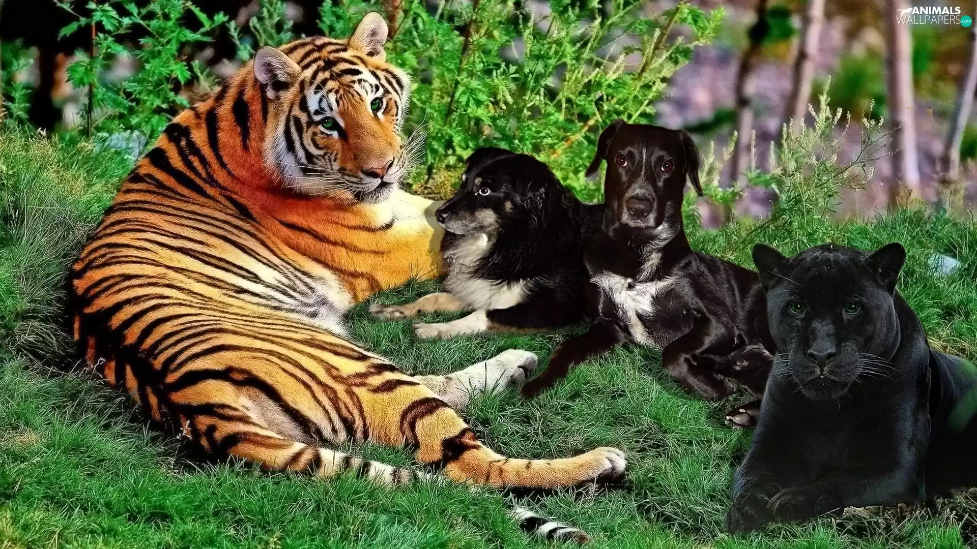 tiger, Dogs, Panther