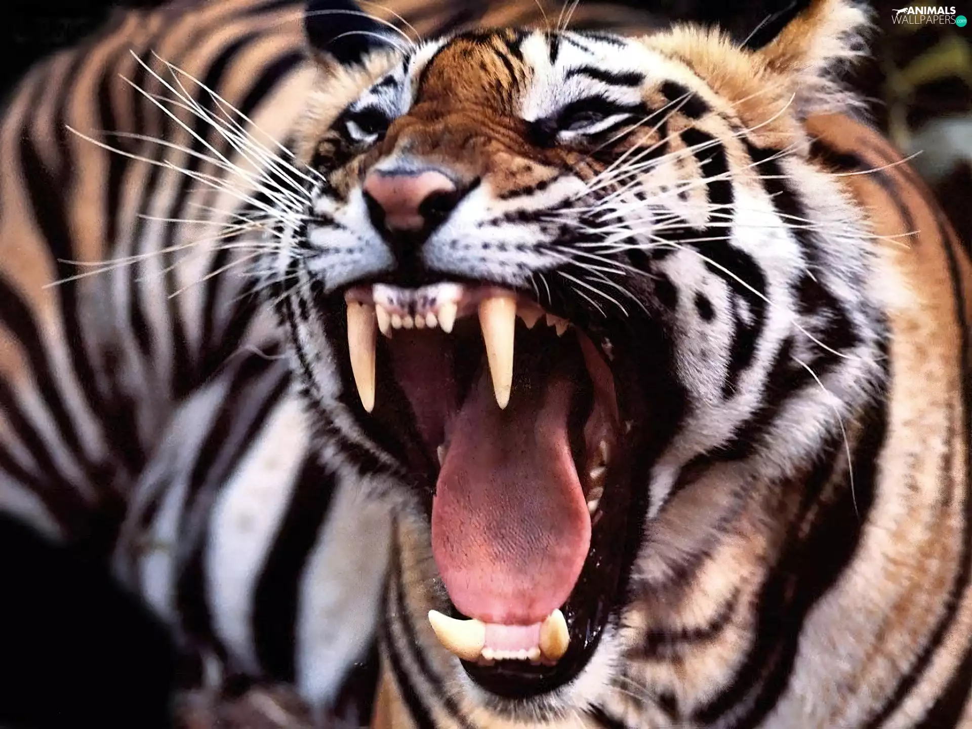 tiger, dangerous, roaring