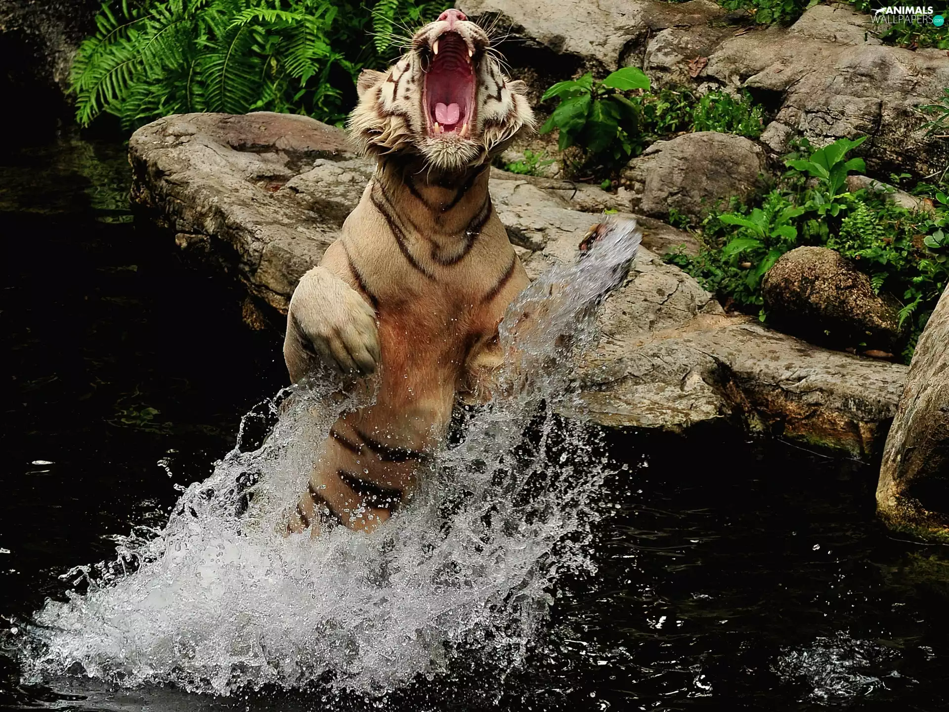 Bengal Tiger, rocks, water, mouth