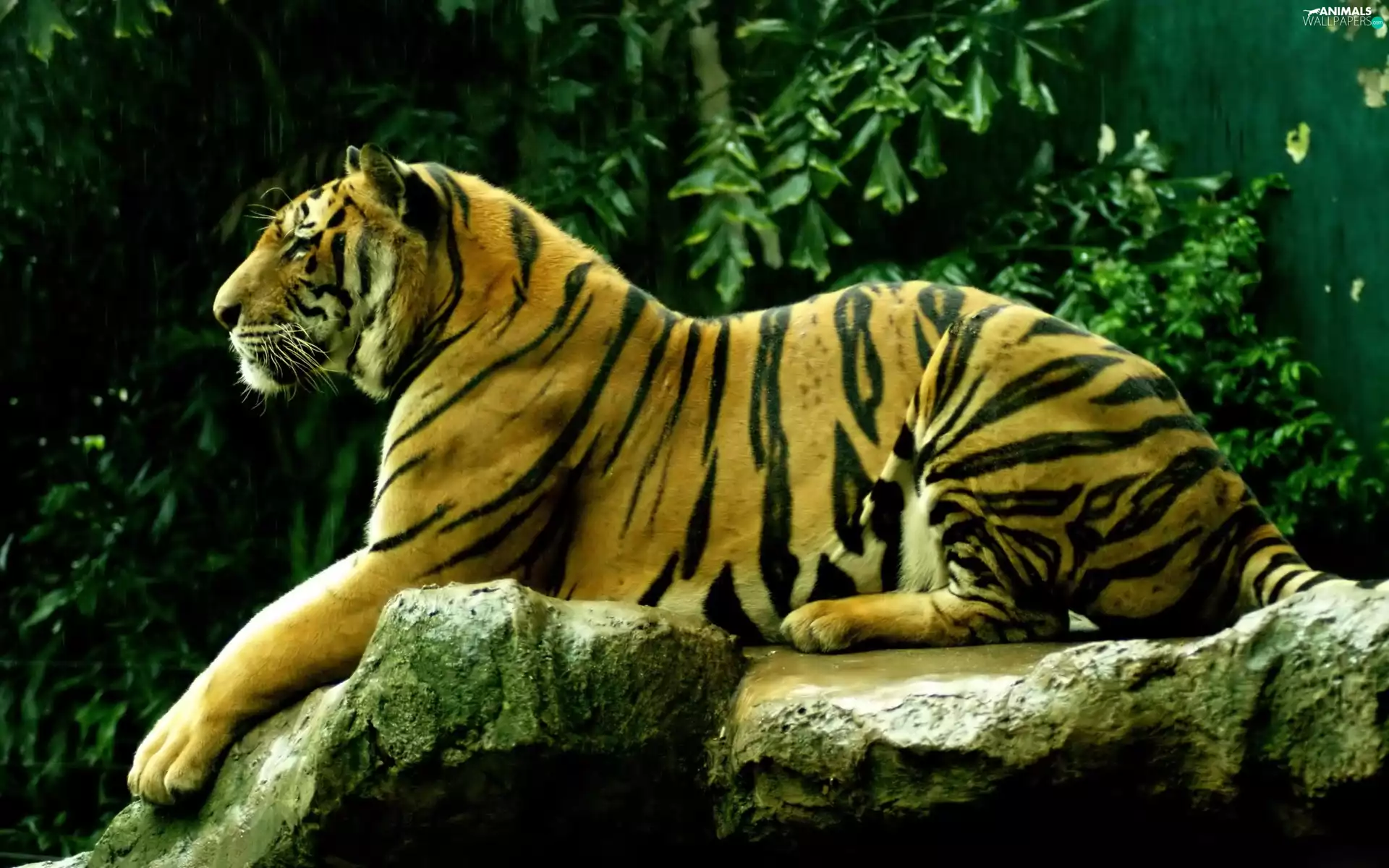 Rocks, a rest, tiger