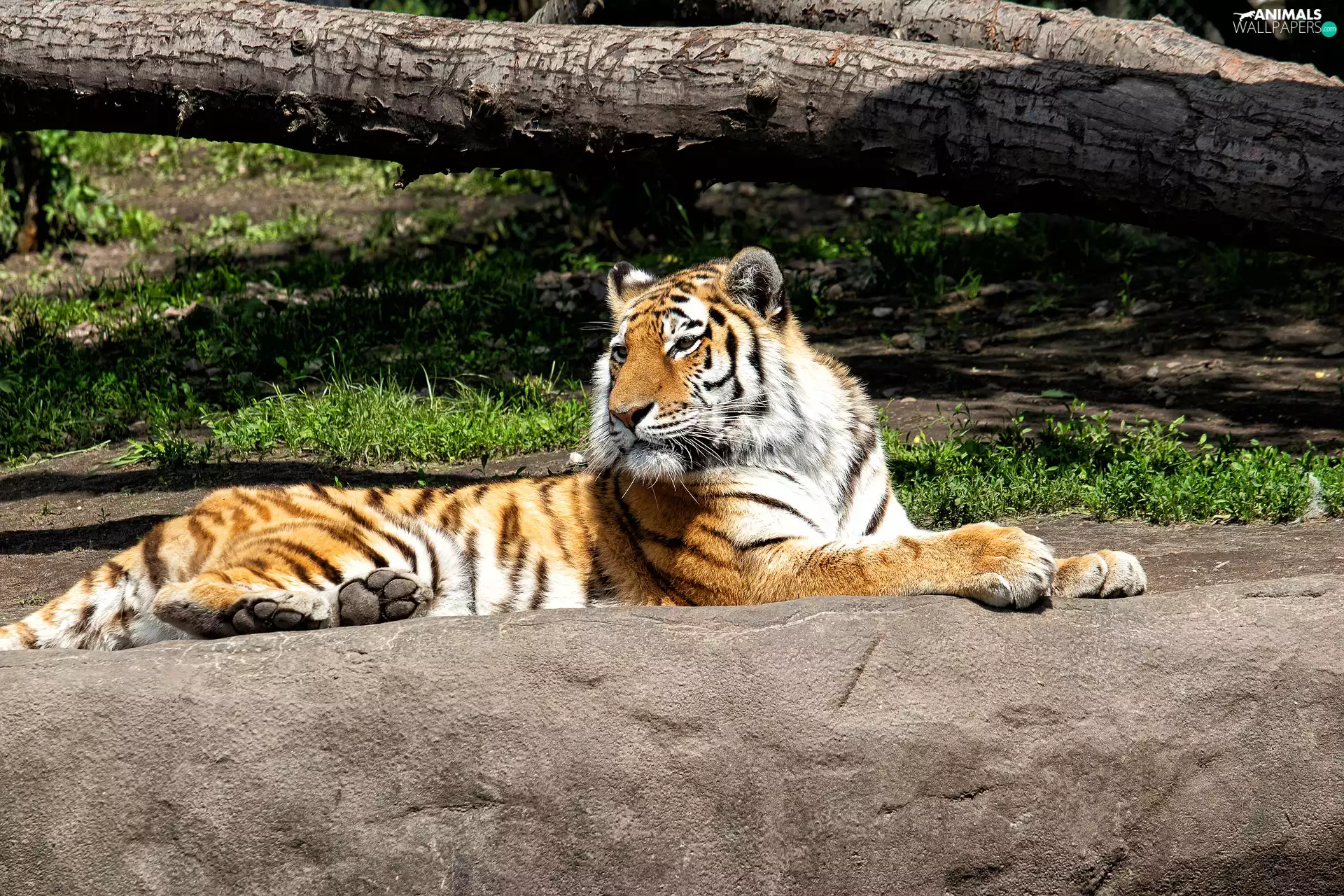 trees, viewes, Rocks, Lod on the beach, tiger