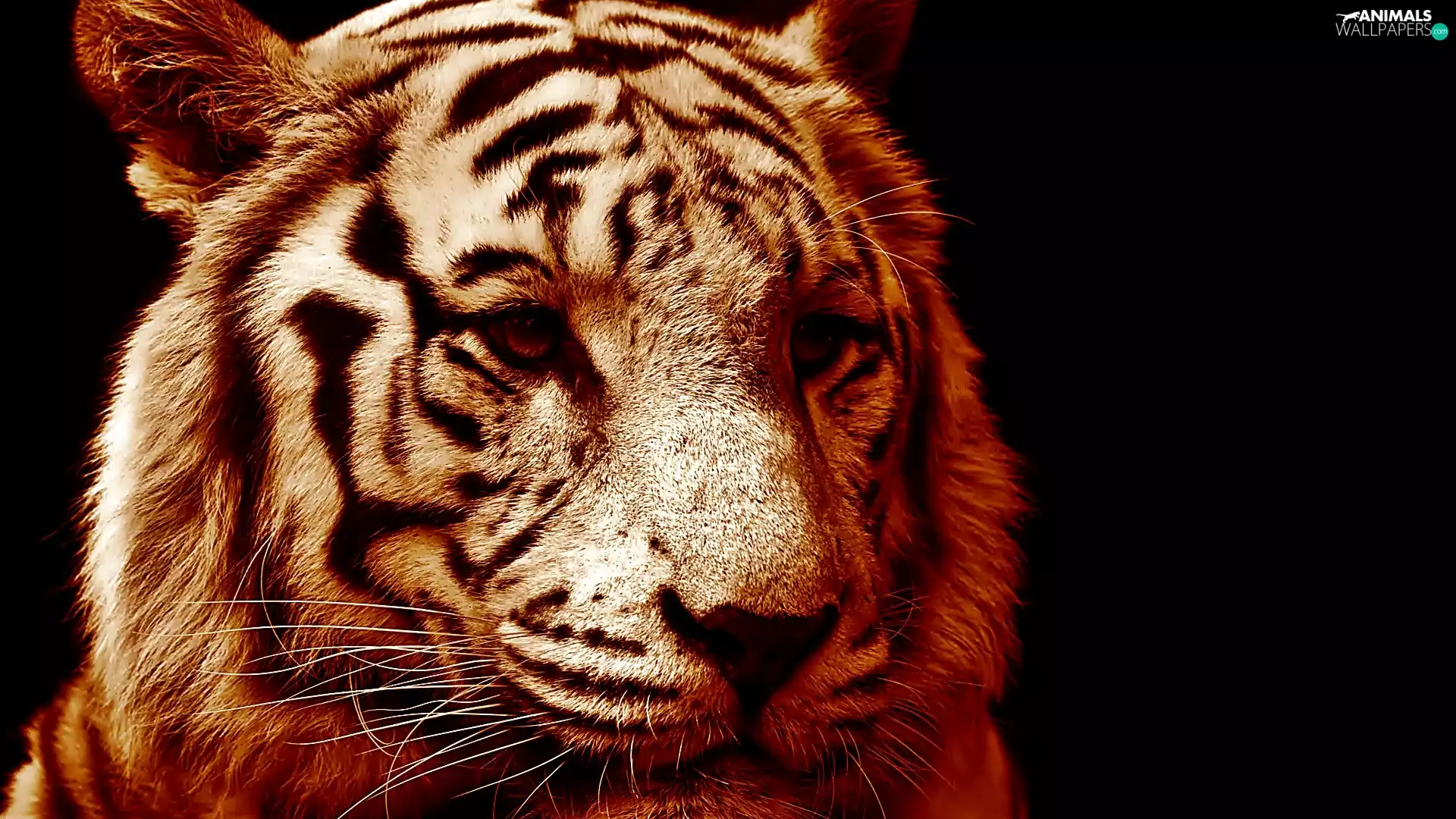 sepia, Head, White Tiger